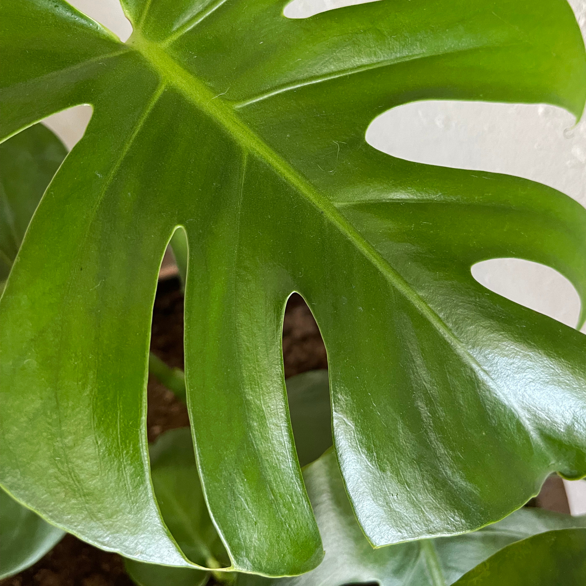 Swiss Cheese Plant - Monstera deliciosa
