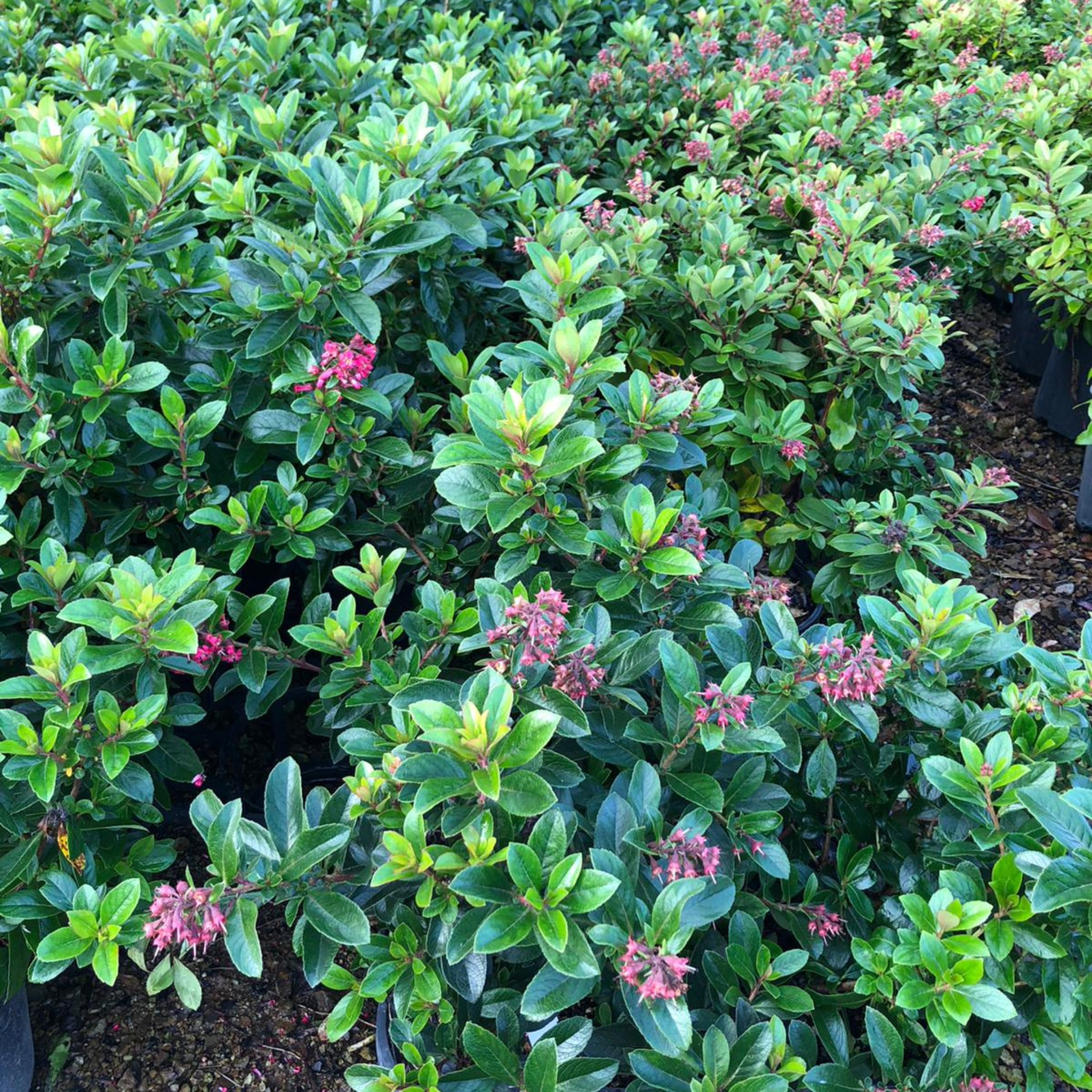 Escallonia Red Knight - Escallonia langleyensis Red Knight