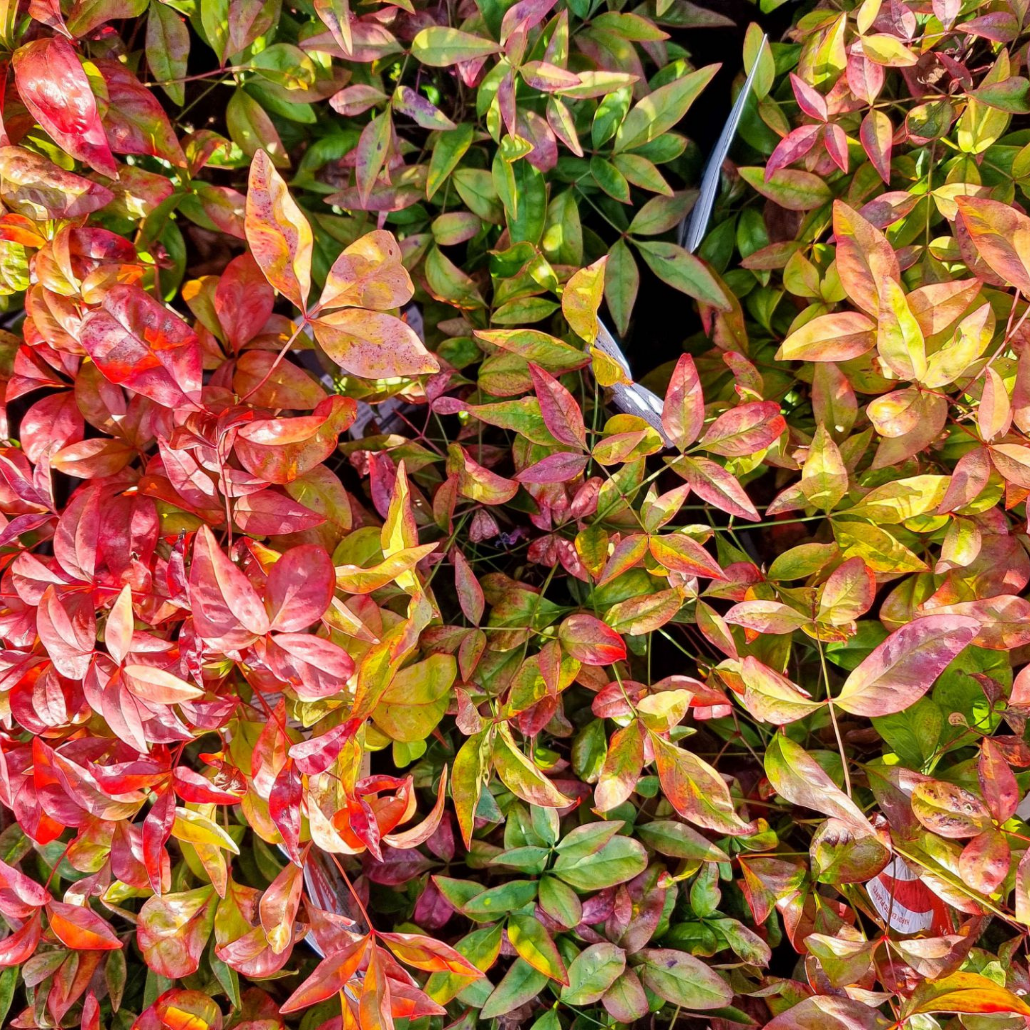 Nandina Blush - Nandina domestica Blush PBR