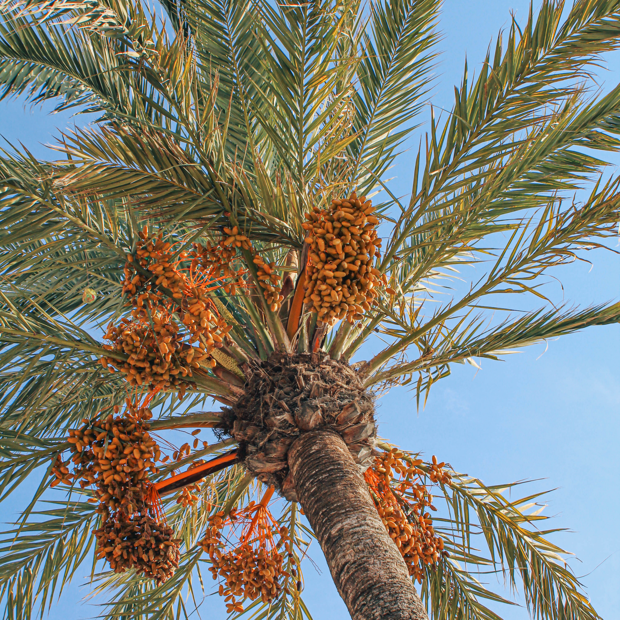 Palm tree with clusters of dates against a clear blue sky