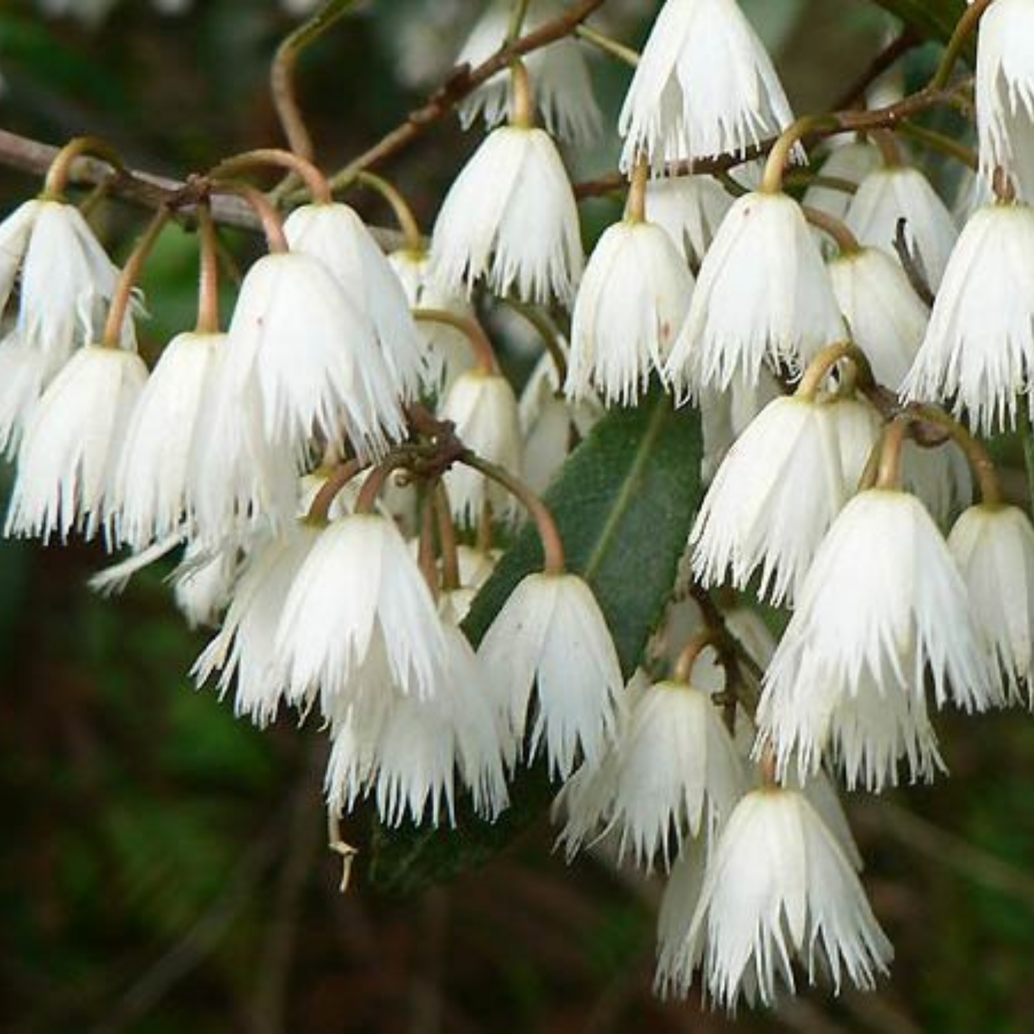 Blueberry Ash - Elaeocarpus reticulatus