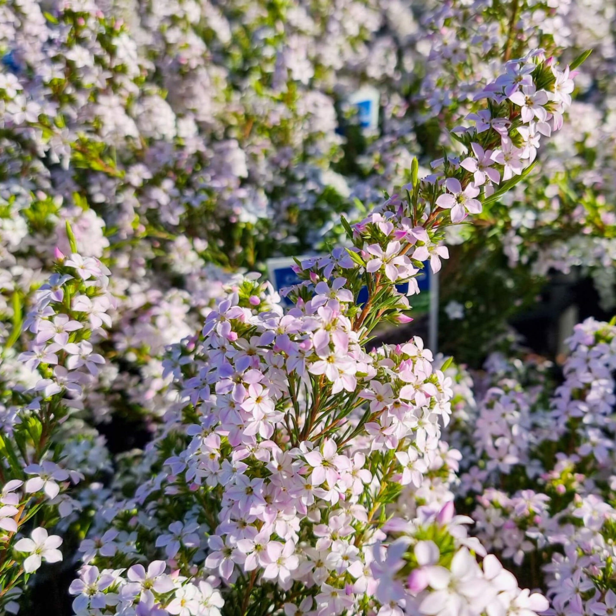 Dwarf Diosma Compacta - Coleonema pulchellum 'Compacta'