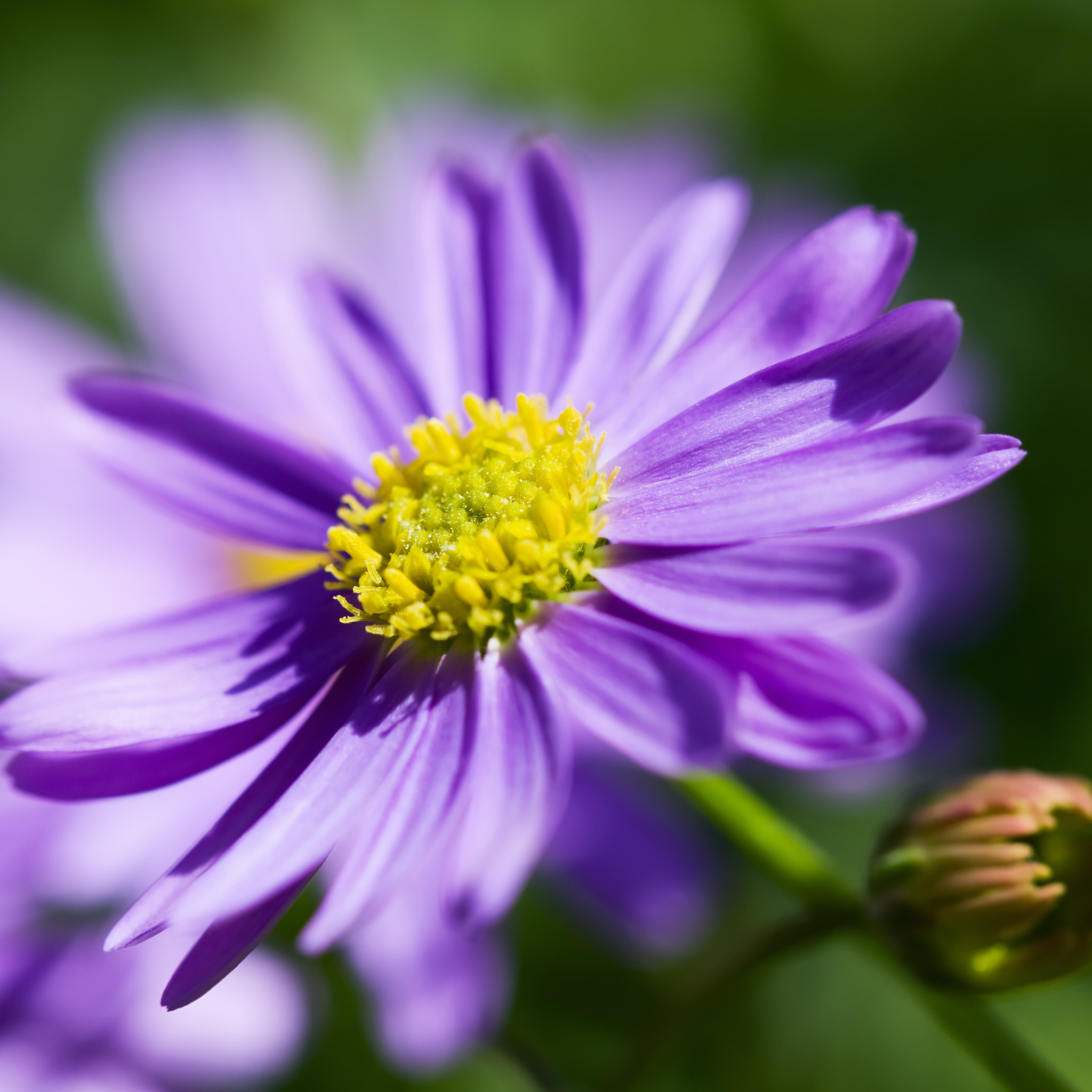 Stiff Daisy Fresco Purple - Brachyscome angustifolia 'Fresco Purple'