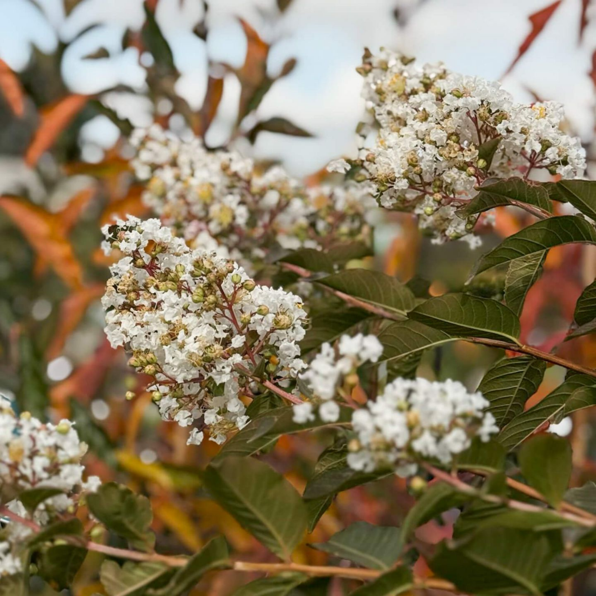 White Crepe Myrtle - Lagerstroemia indica fauriei Natchez