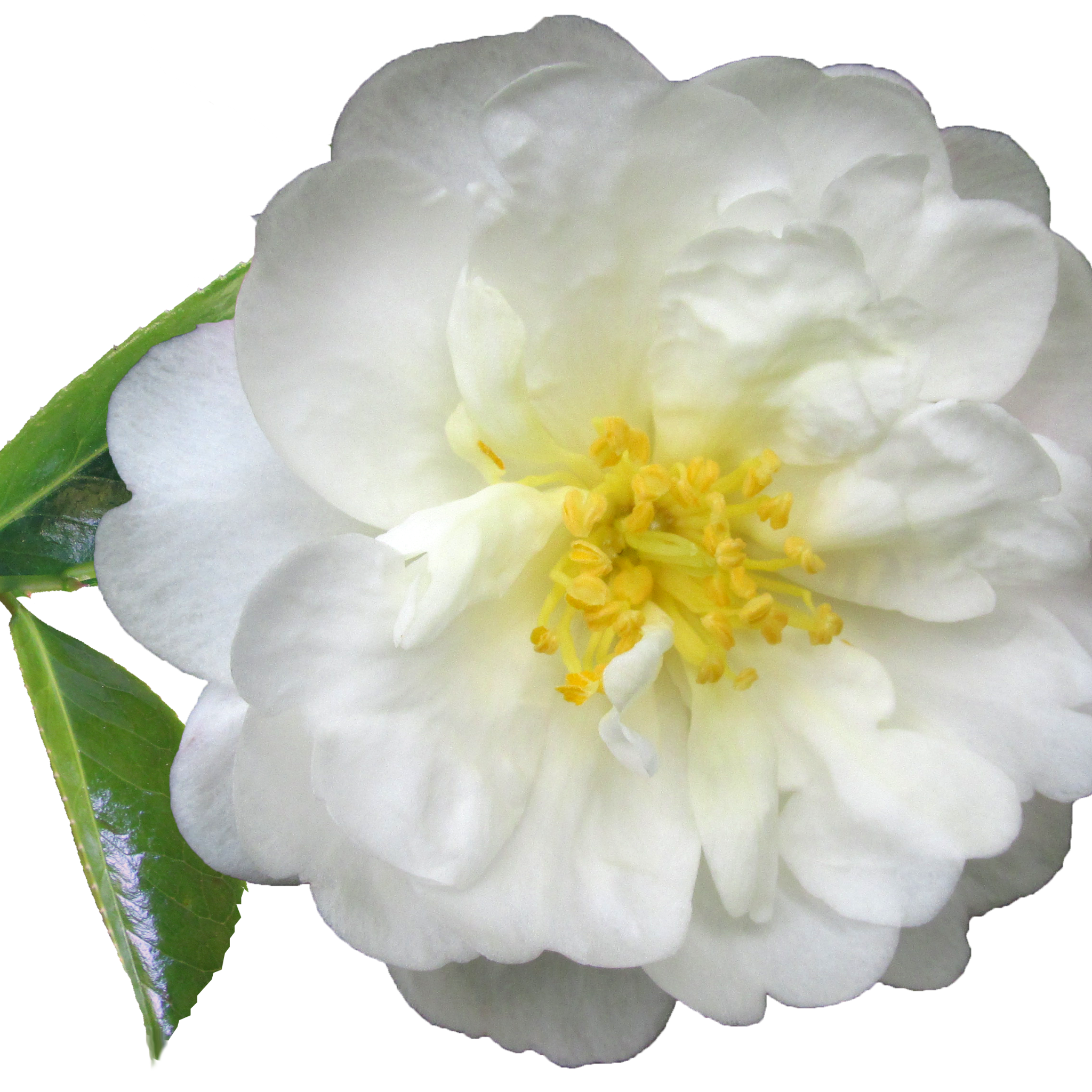 Camellia japonica Lovelight