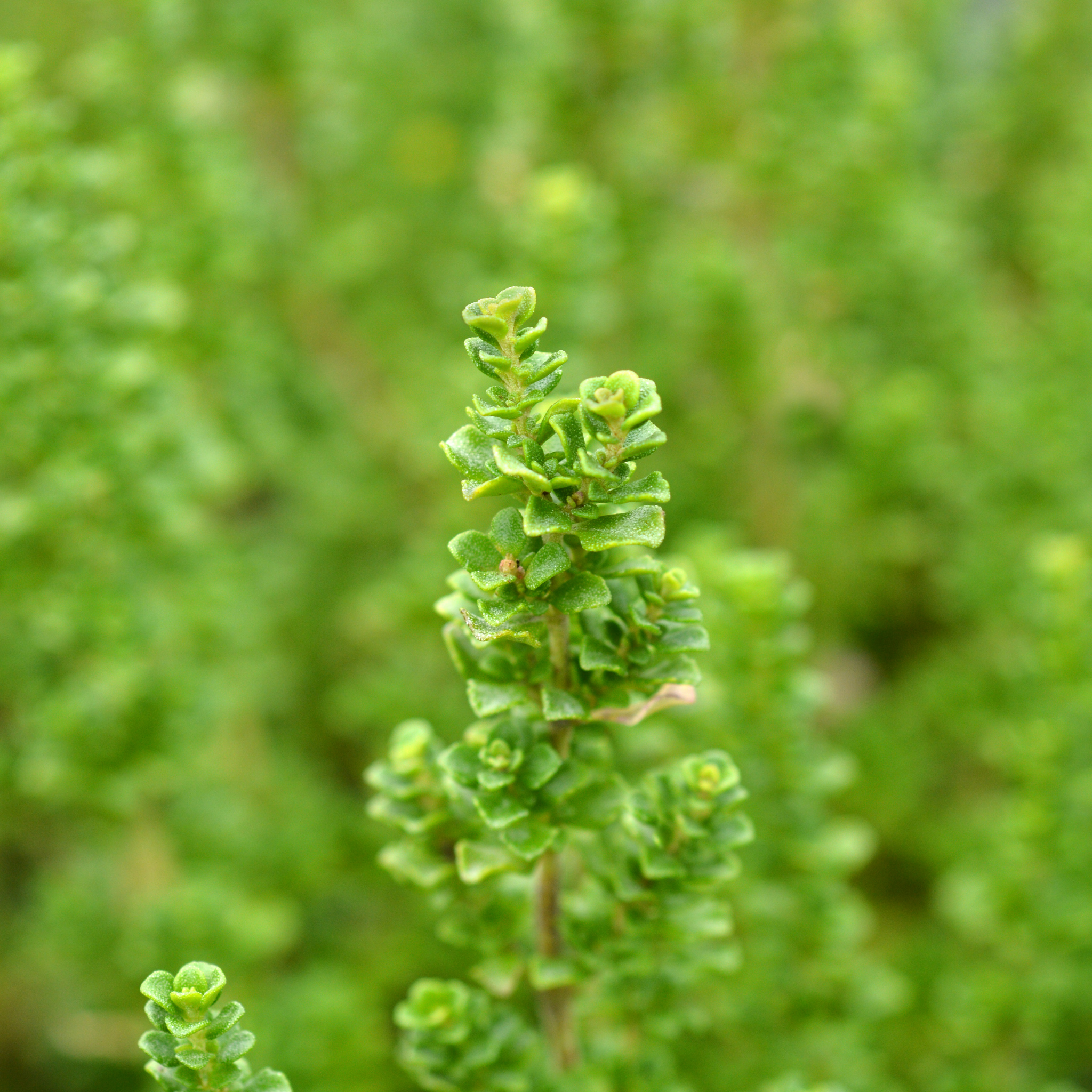 Cool Mint Alpine Mint Bush - Prostanthera cuneata Cool Mint
