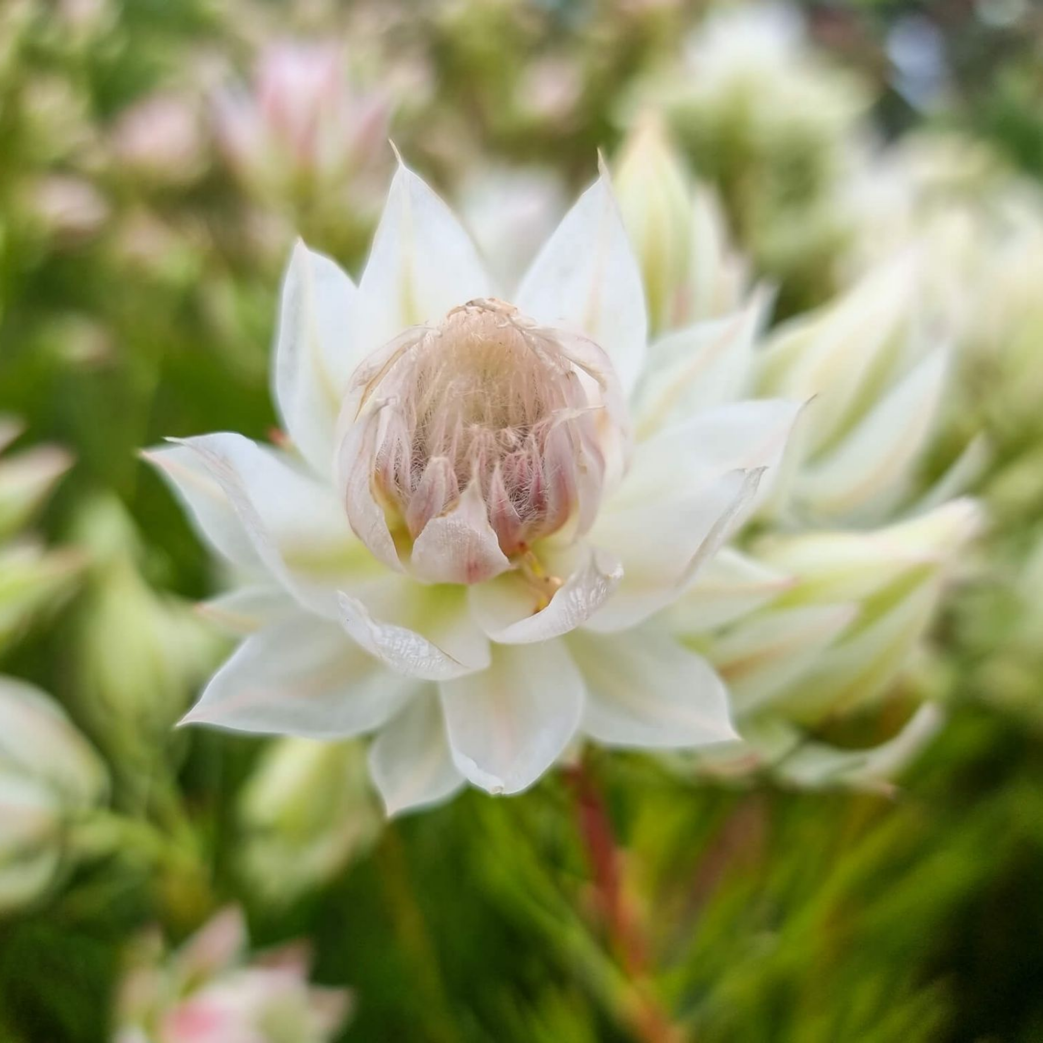Blushing Bride - Serruria florida Blushing Bride