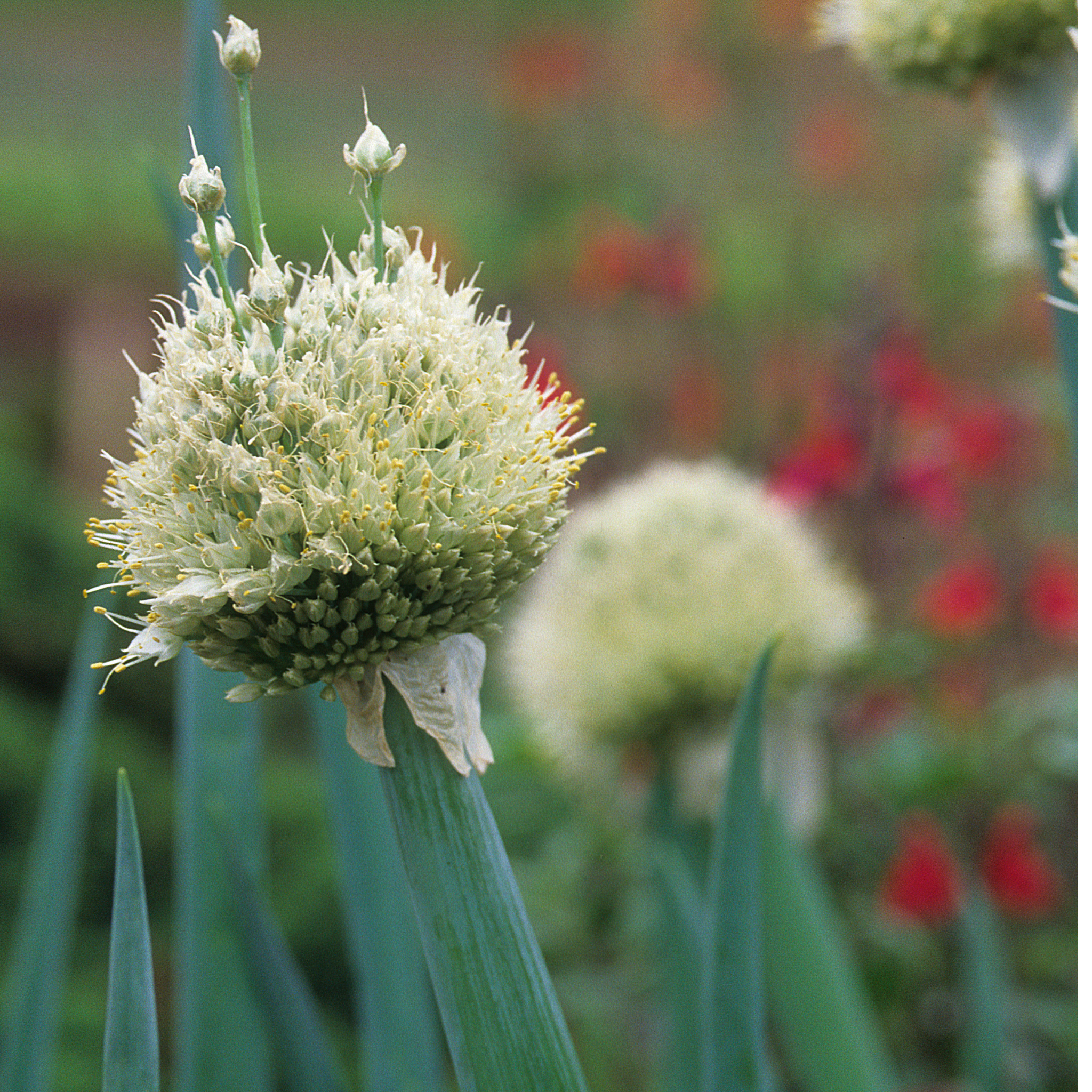 Common Onion - Allium cepa