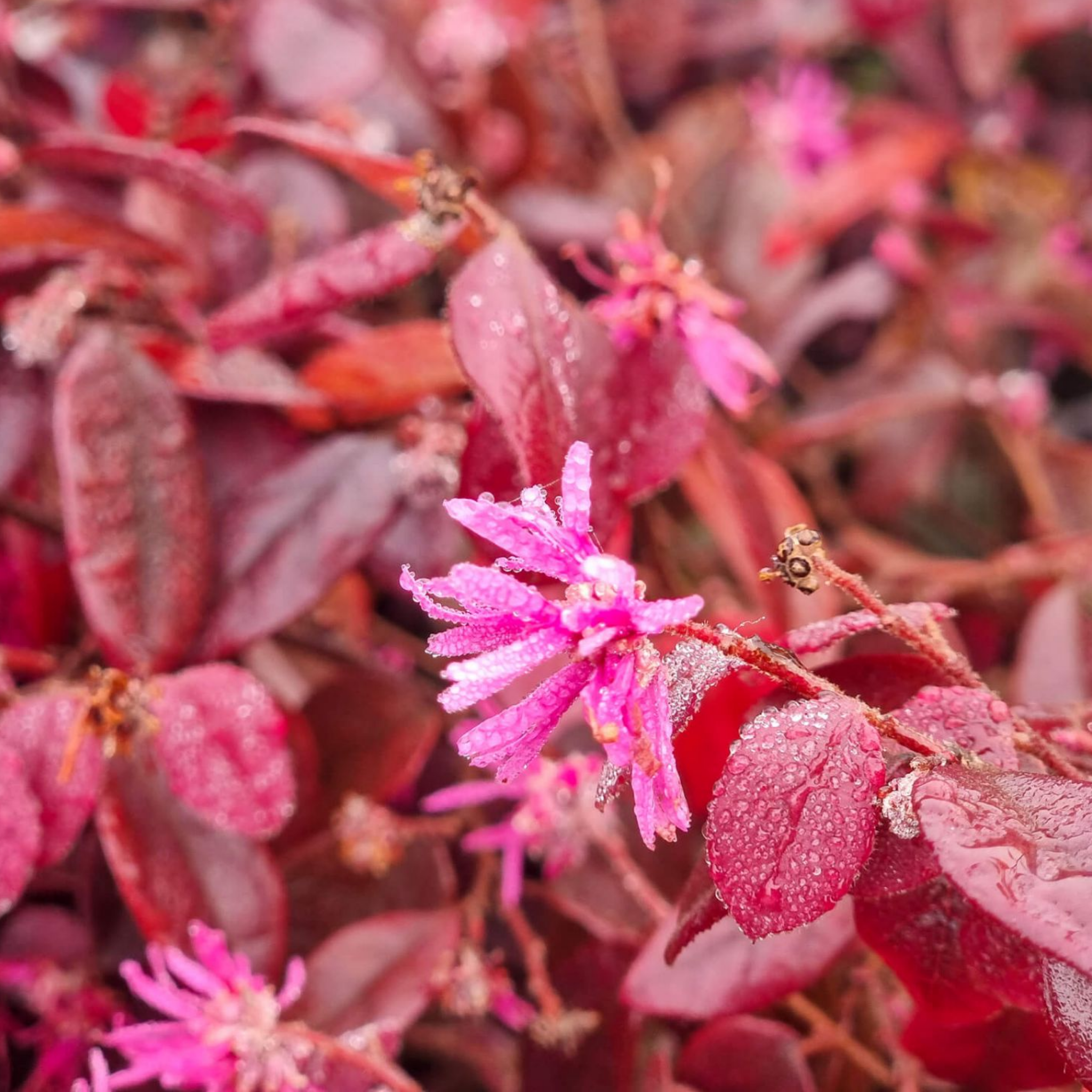 Plum Delight Pink Chinese Fringe Flower - Loropetalum chinense rubrum