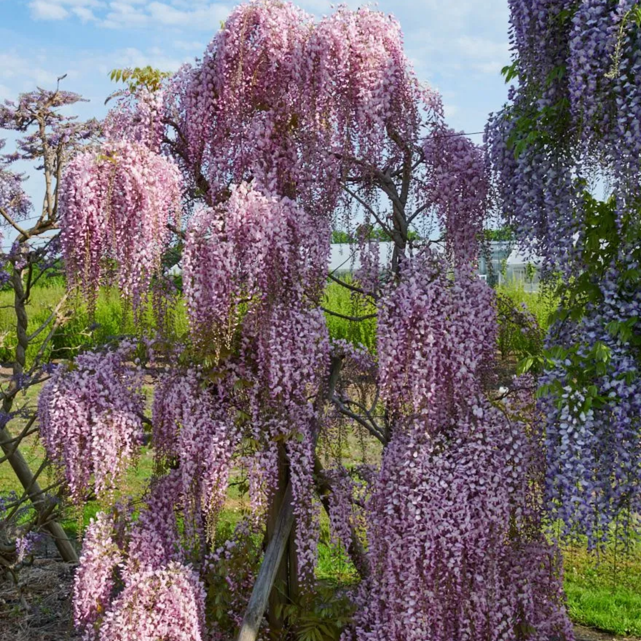 Pink Japanese Wisteria - Wisteria floribunda Honbeni