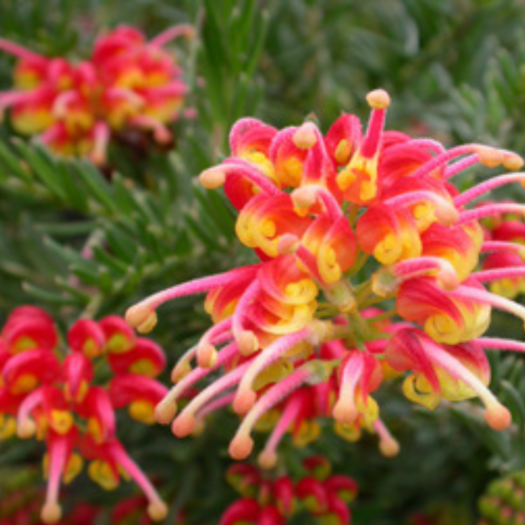 Grevillea 'Fireworks' - Grevillea hybrida Fireworks