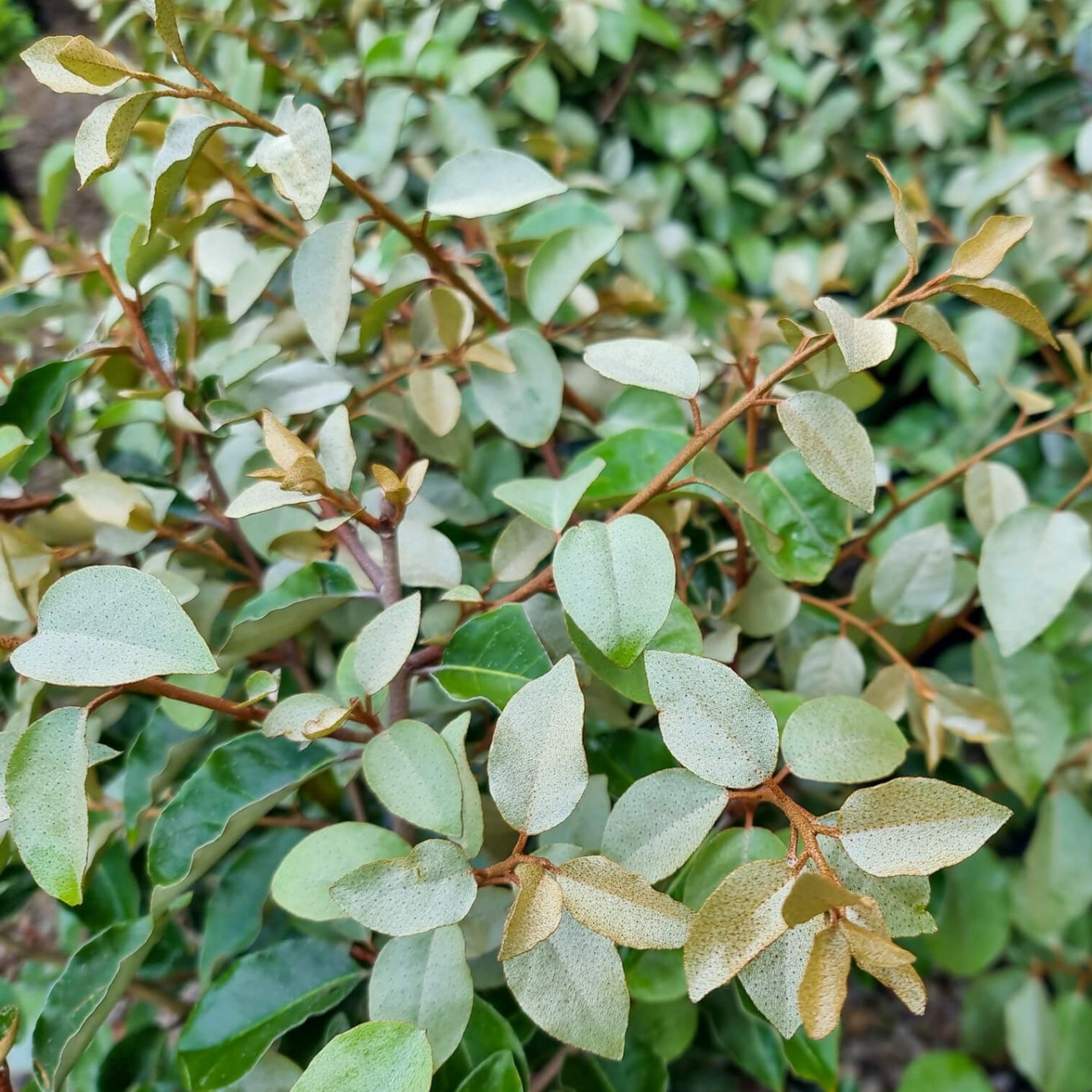 Ebbings Silverberry - Elaeagnus ebbingei