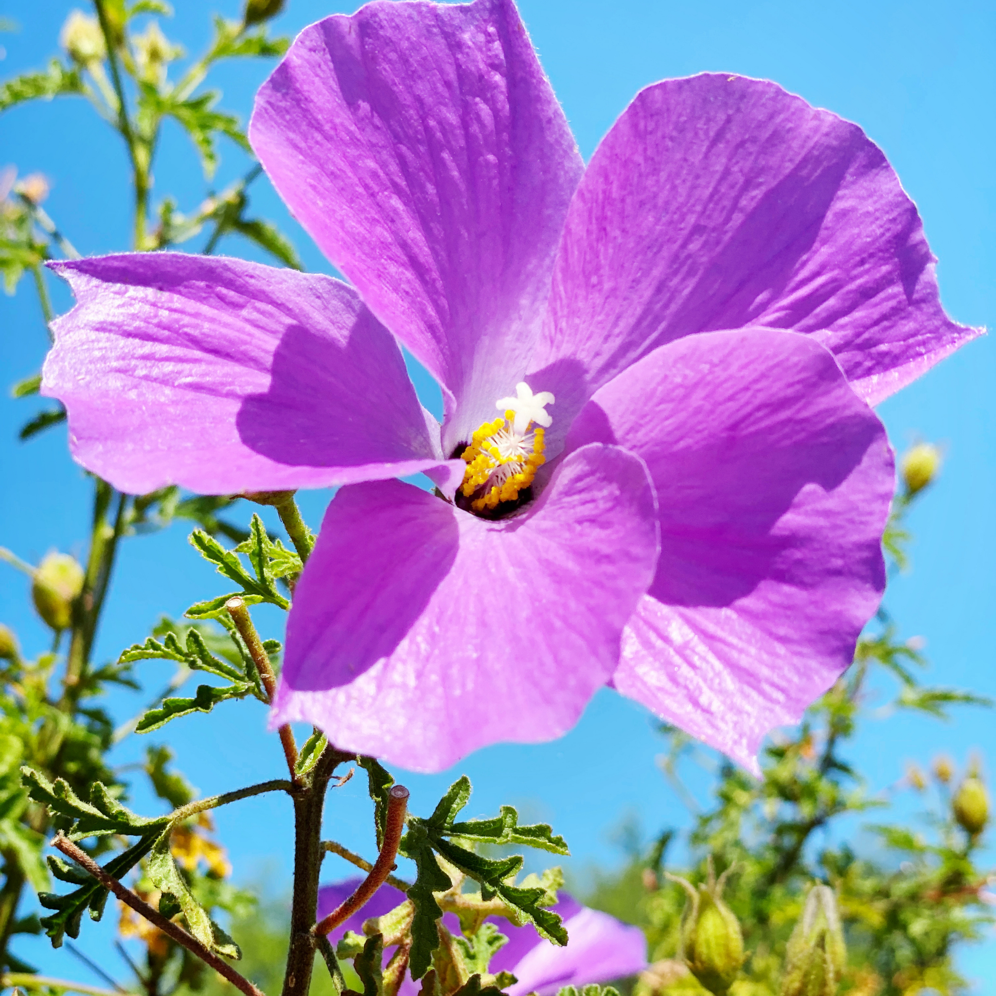 Native Hibiscus - Alyogyne huegelii 'East Coast Gem'