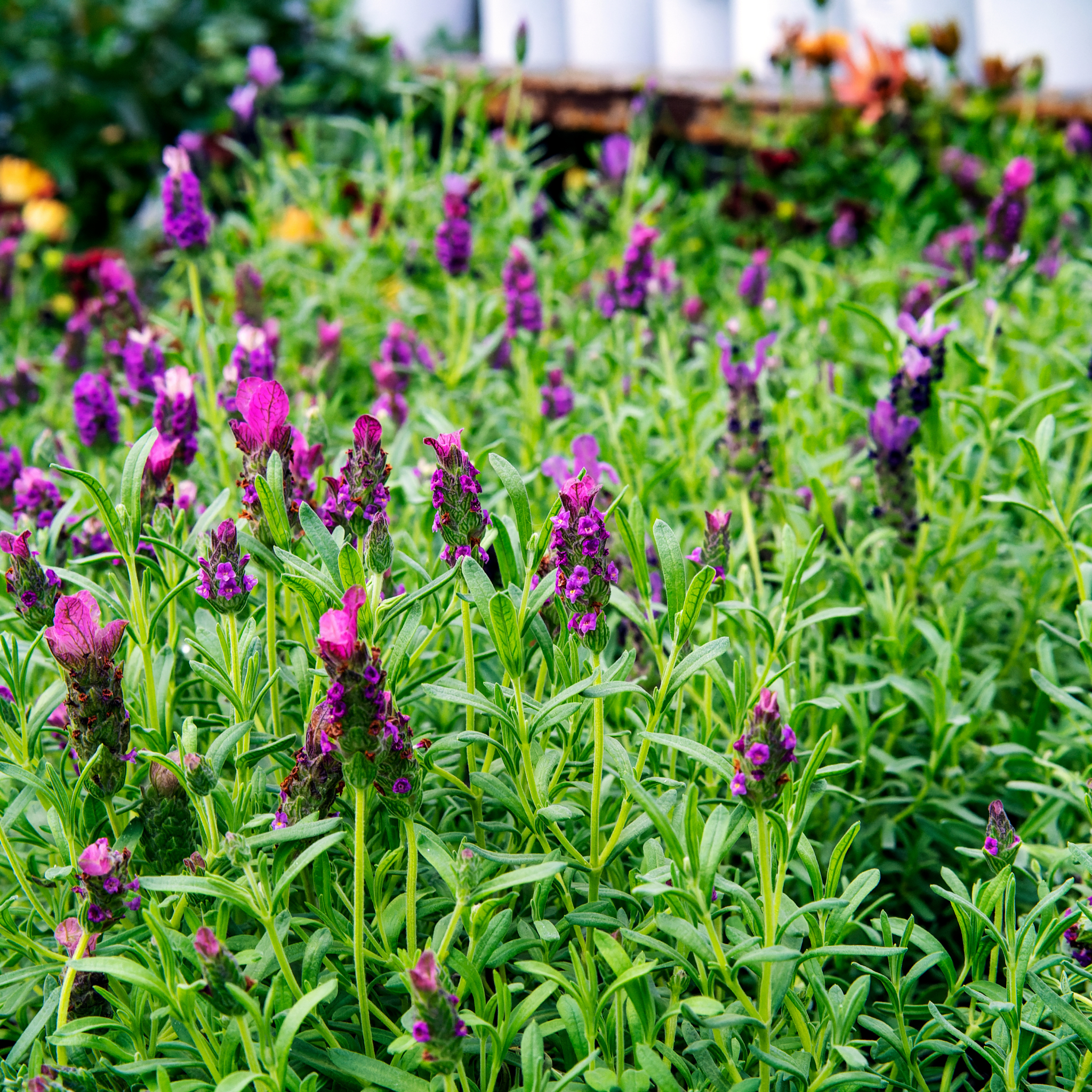 Italian Lavender Javelin Forte Deep Purple - Lavandula stoechas Javelin Forte Deep Purple