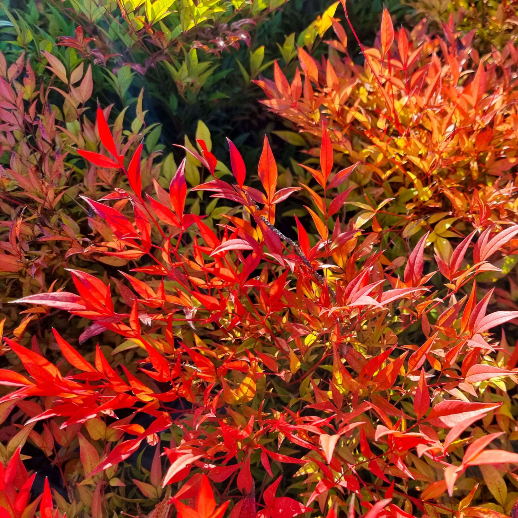Moon Bay Heavenly Bamboo - Nandina domestica Moon Bay