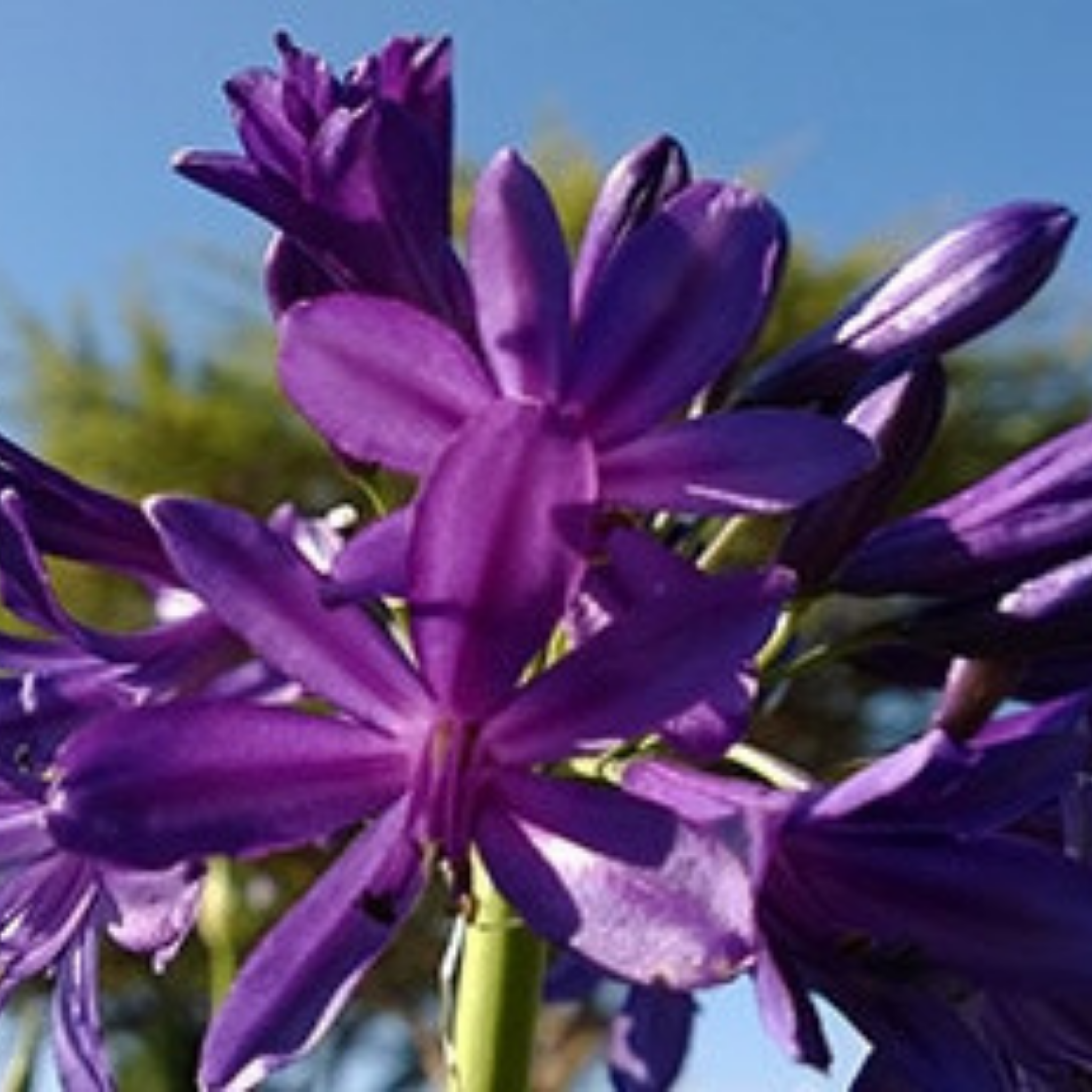Purple Agapanthus hybrida Sugar Plum - Lily of the Nile, African Lily