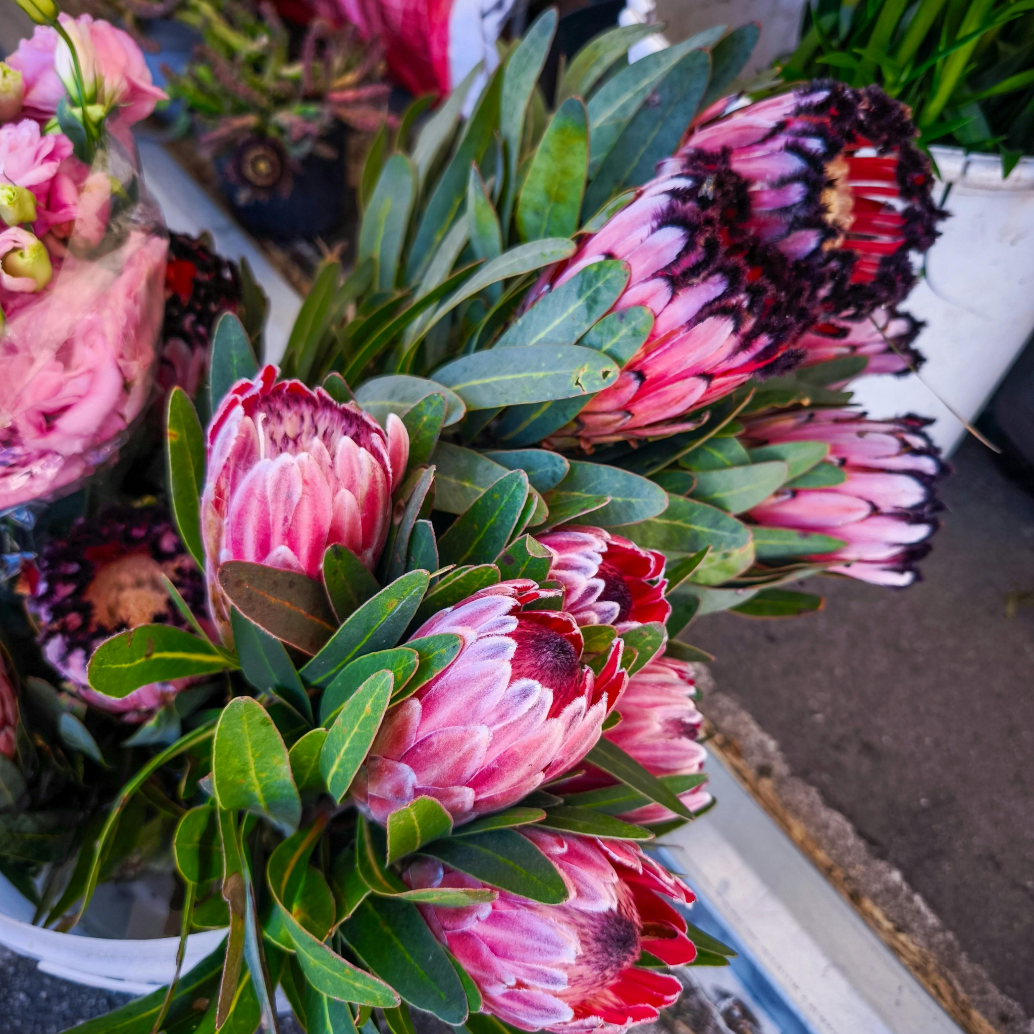 Bouquet of pink protea flowers with green leaves on a white surface.