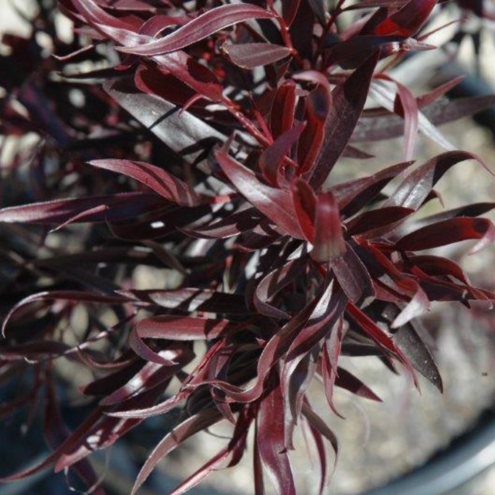 Black Willow Myrtle 'After Dark' - Agonis flexuosa After Dark