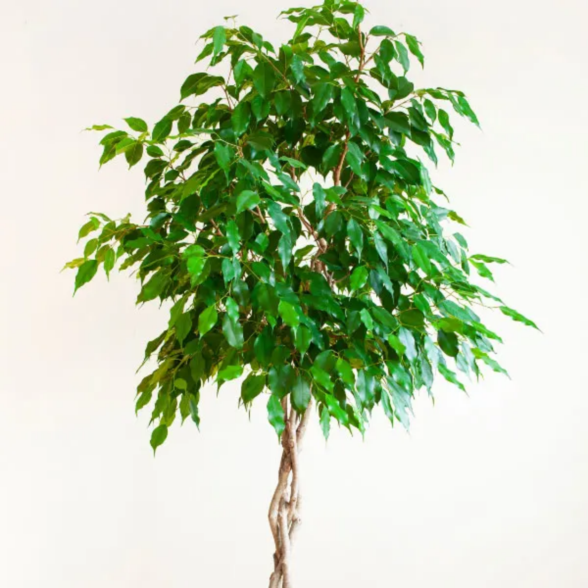 Weeping Benjamin Fig - Ficus Benjamina