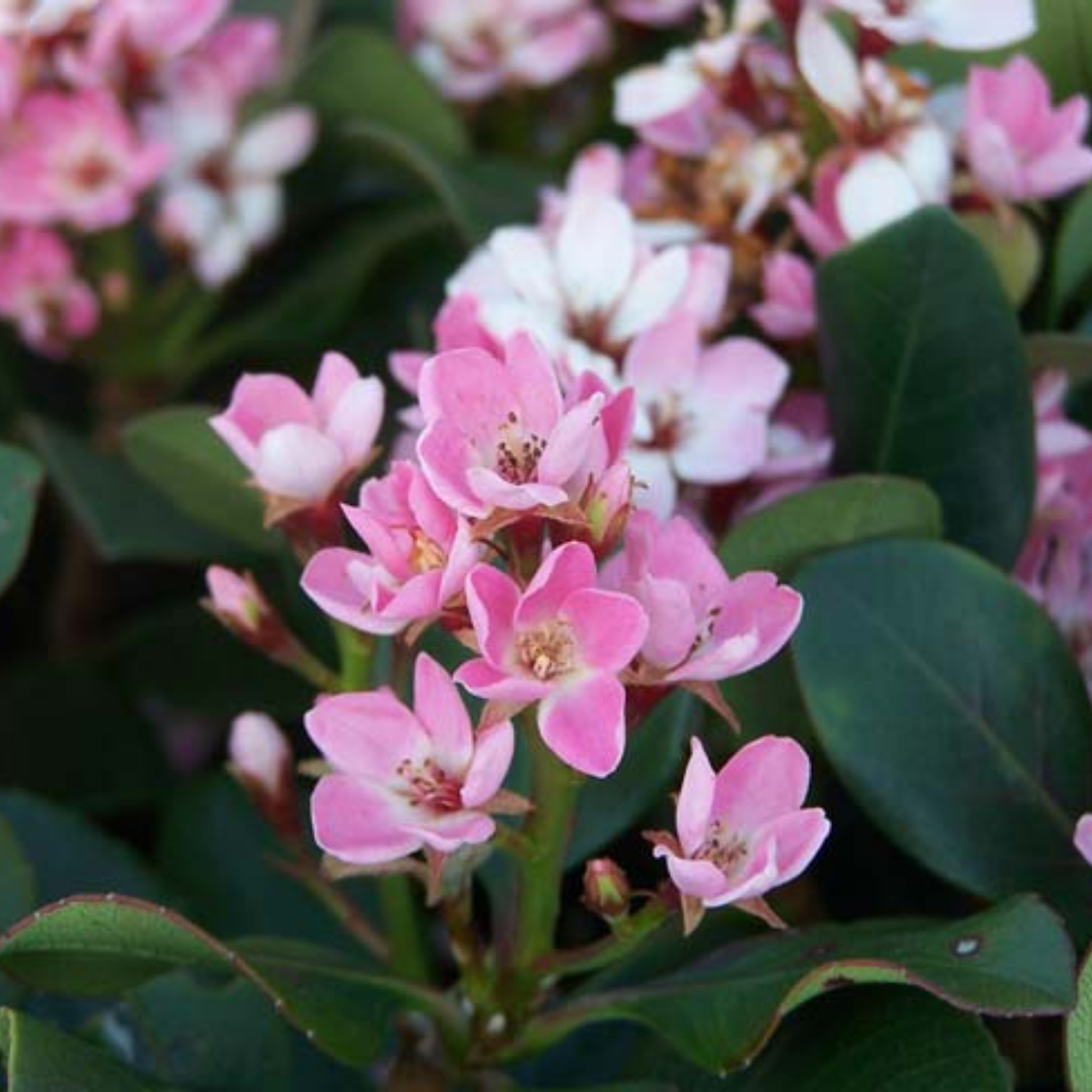 Oriental Pink Indian Hawthorn - Rhaphiolepis hybrida Oriental Pink