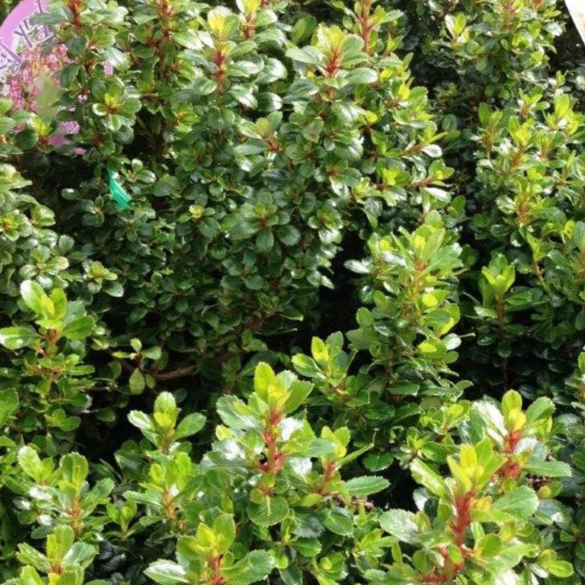 Escallonia Dwarf Pink Pixie - Escallonia hybrida 'Pink Pixie'