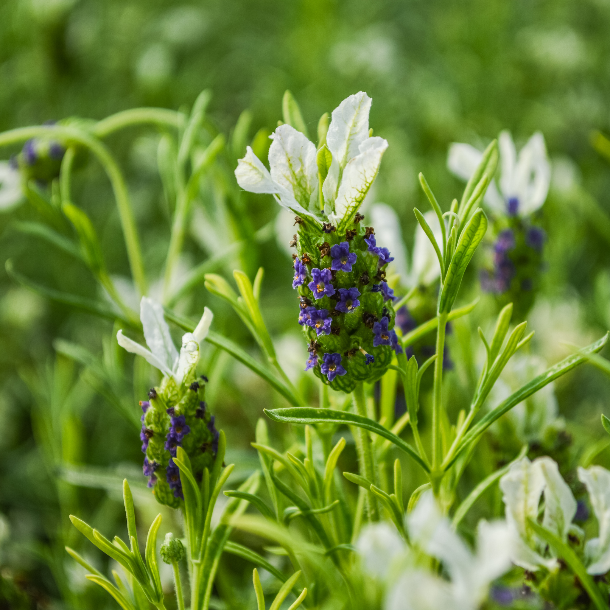 Italian Javelin Forte White Lavender - Lavandula stoechas 'Javelin Forte White'