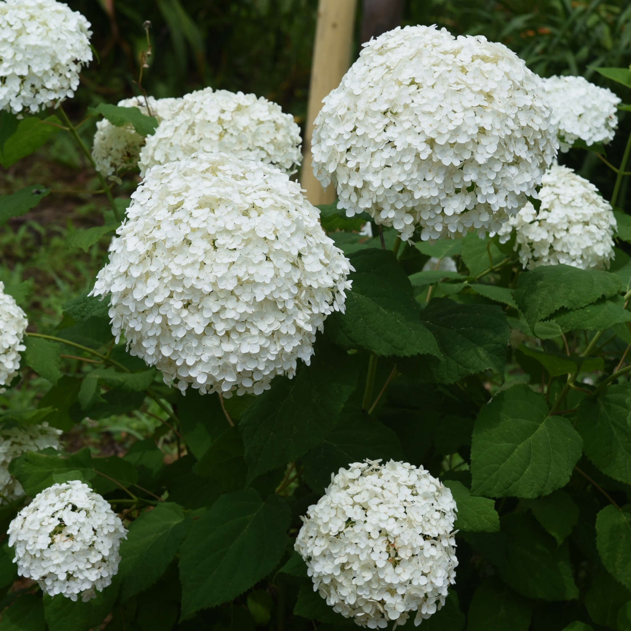 Hydrangea arborescens 'Annabelle' – Smooth Hydrangea