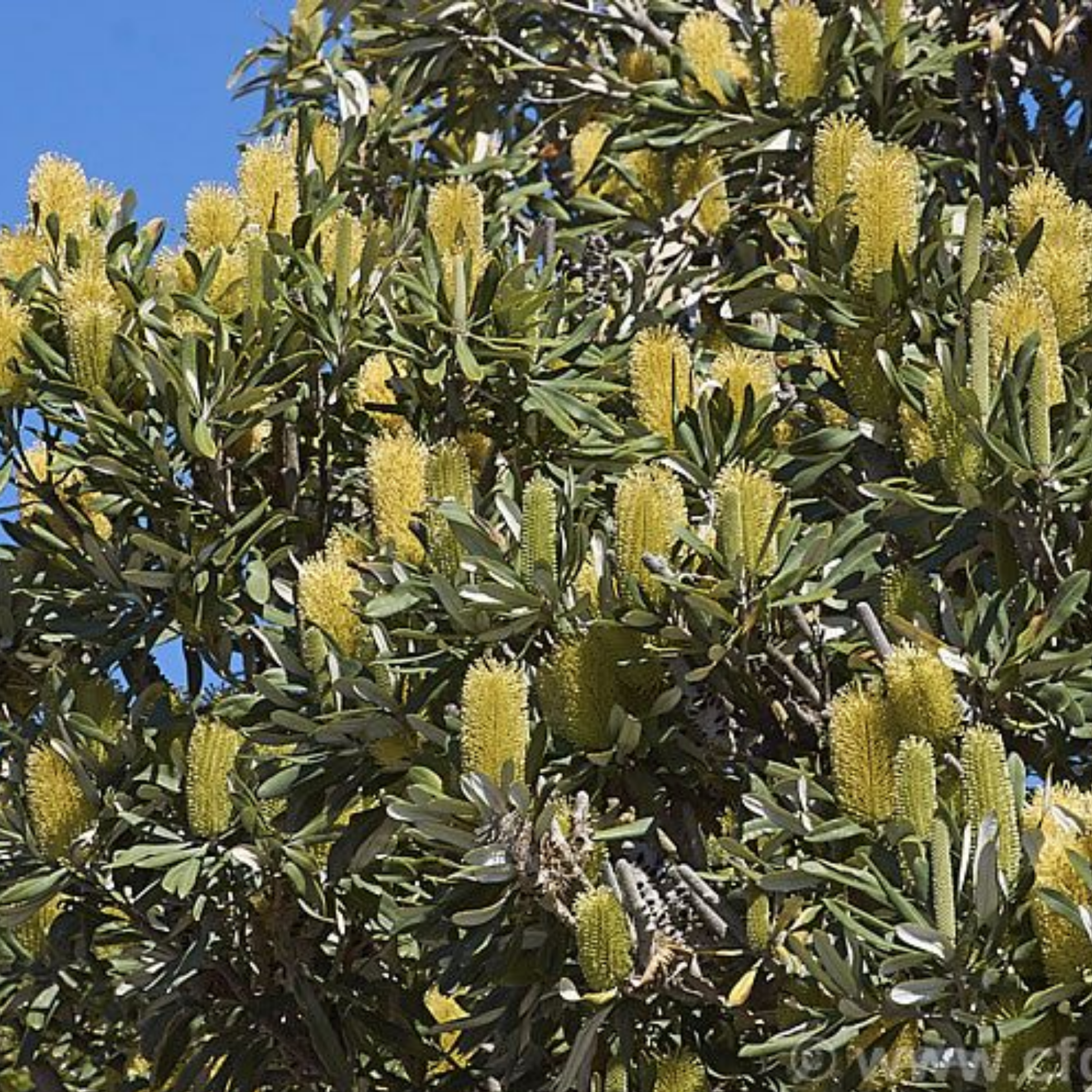 Close-up of a tree with green leaves and yellow flower buds against a blue sky.