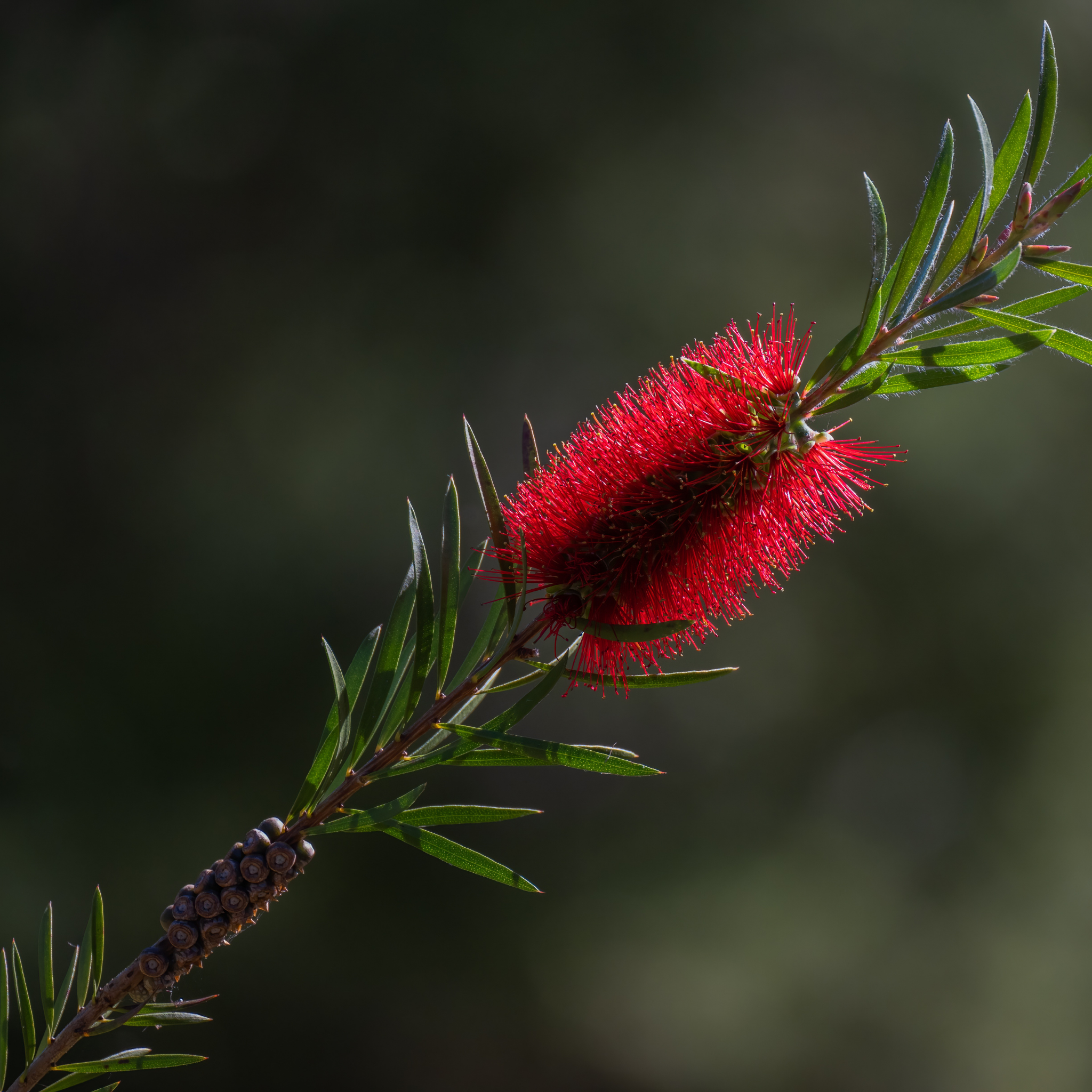 Mary Mackillop Bottlebrush - Callistemon hybrida ‘Mary Mackillop’