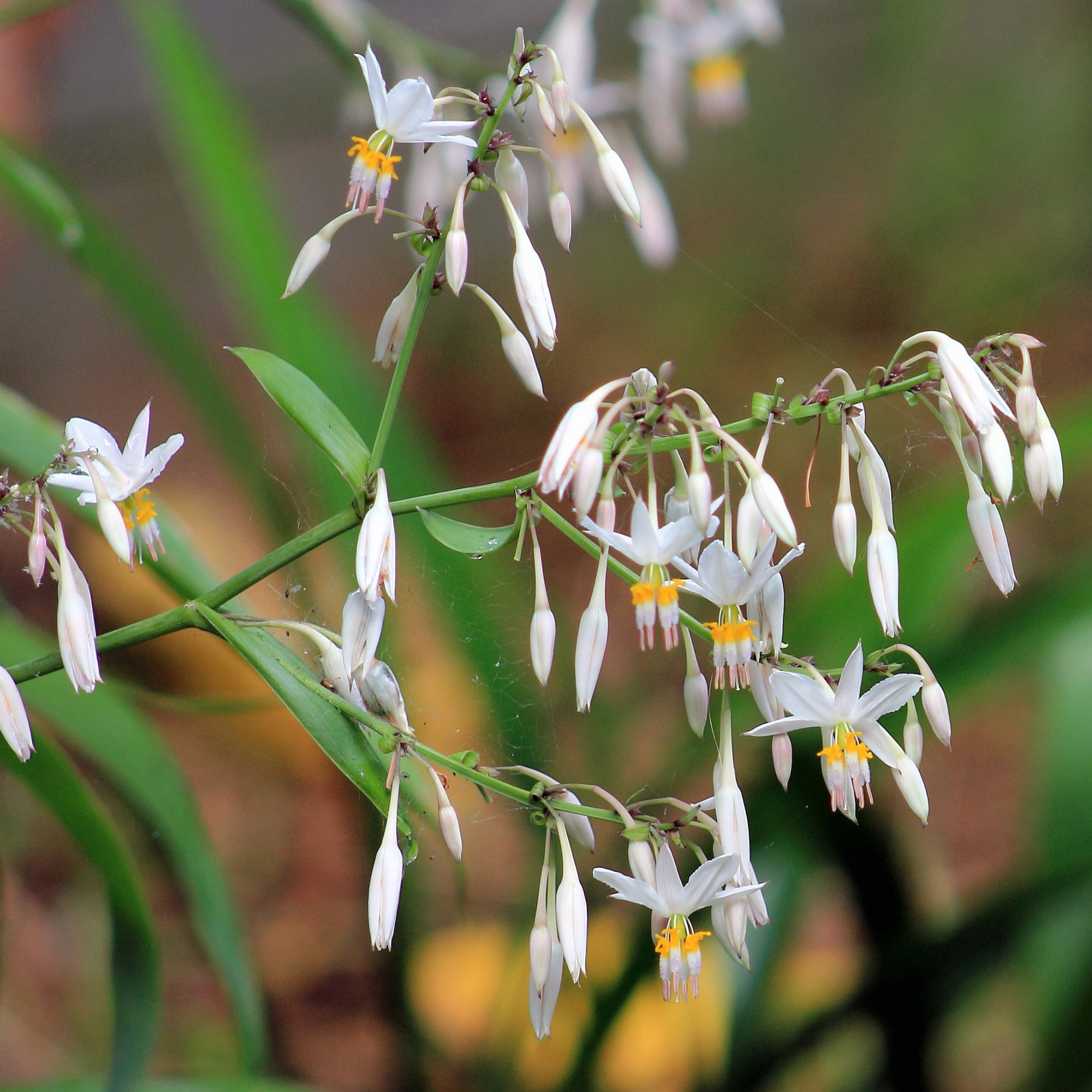 New Zealand Rock Lily - Arthropodium cirratum