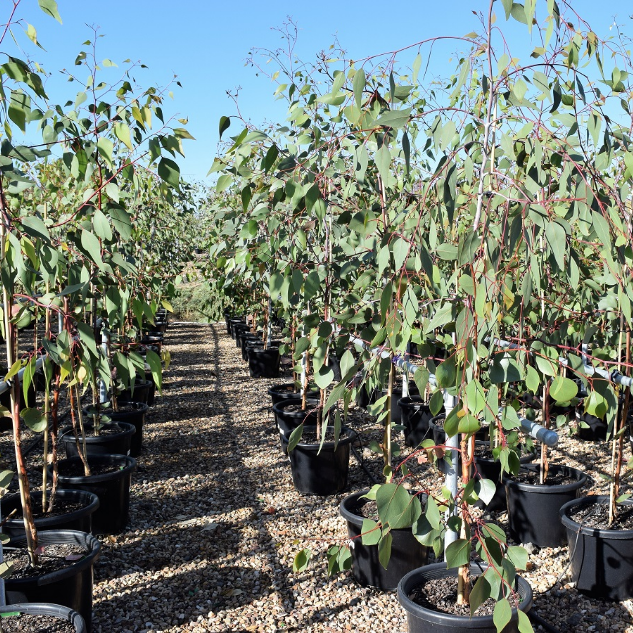 Eucalyptus Silver Princess Gum - Eucalyptus caesia Silver Princess