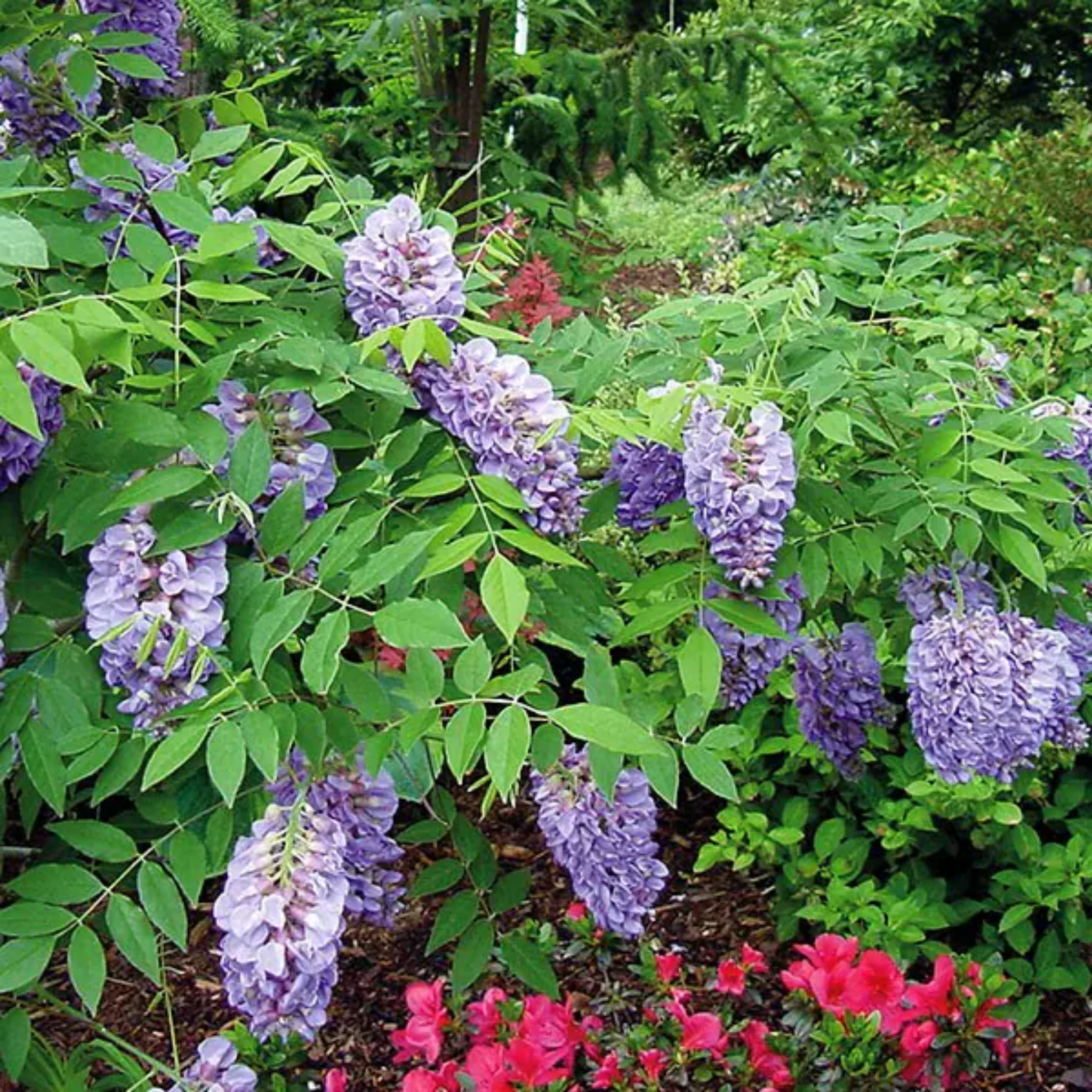 Amethyst Falls American Wisteria - Wisteria frutescens PBR