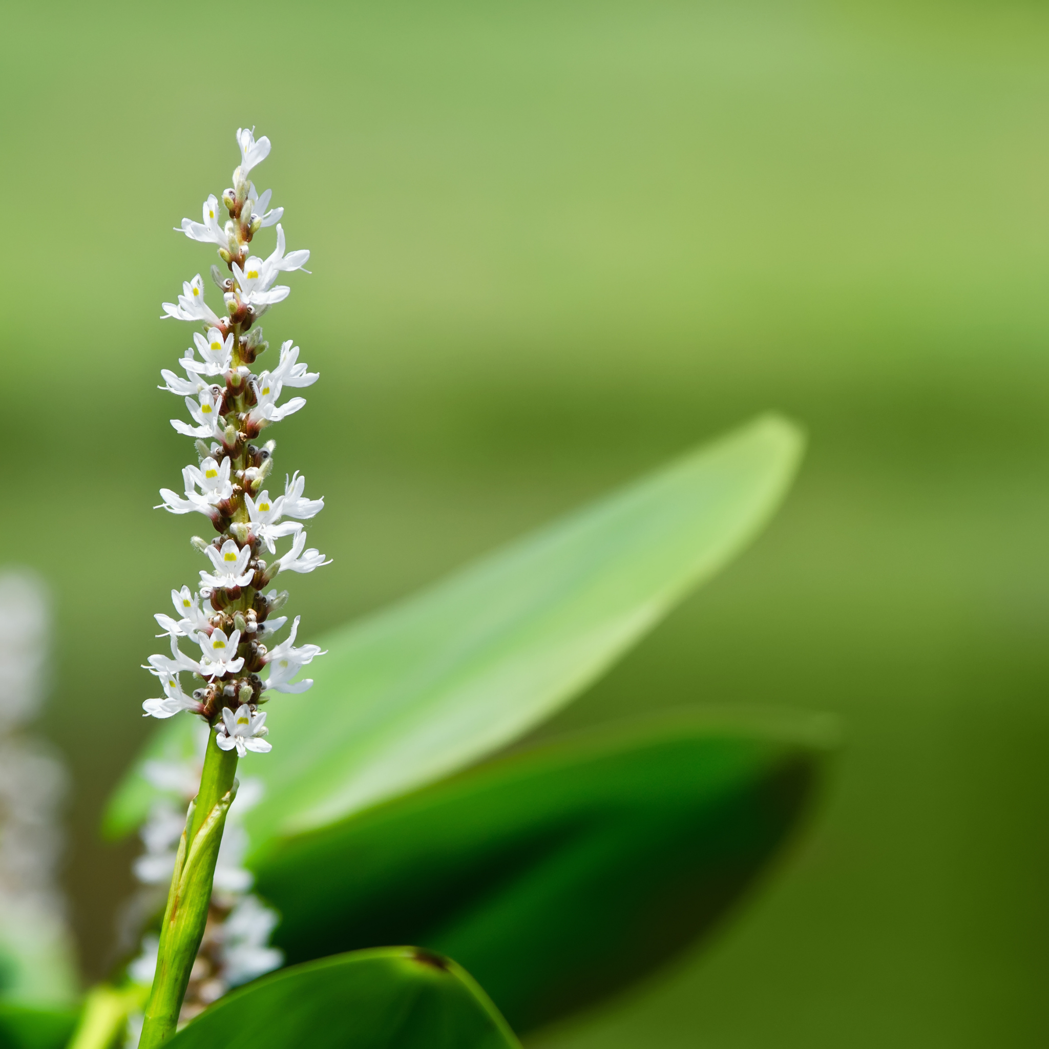 White Pickerel Weed - Pontederia cordata Alba