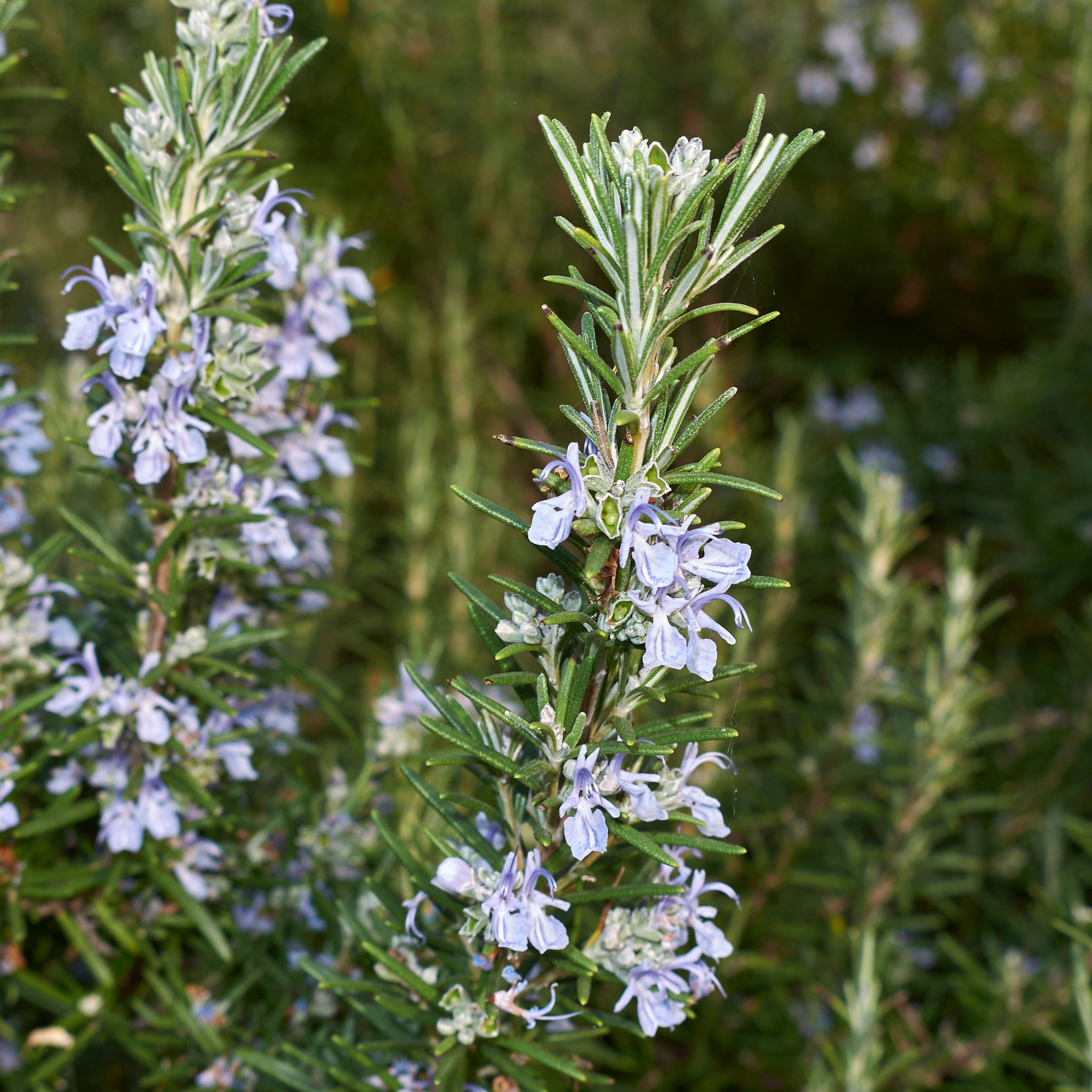 Blue Lagoon Rosemary - Rosmarinus officinalis Blue Lagoon