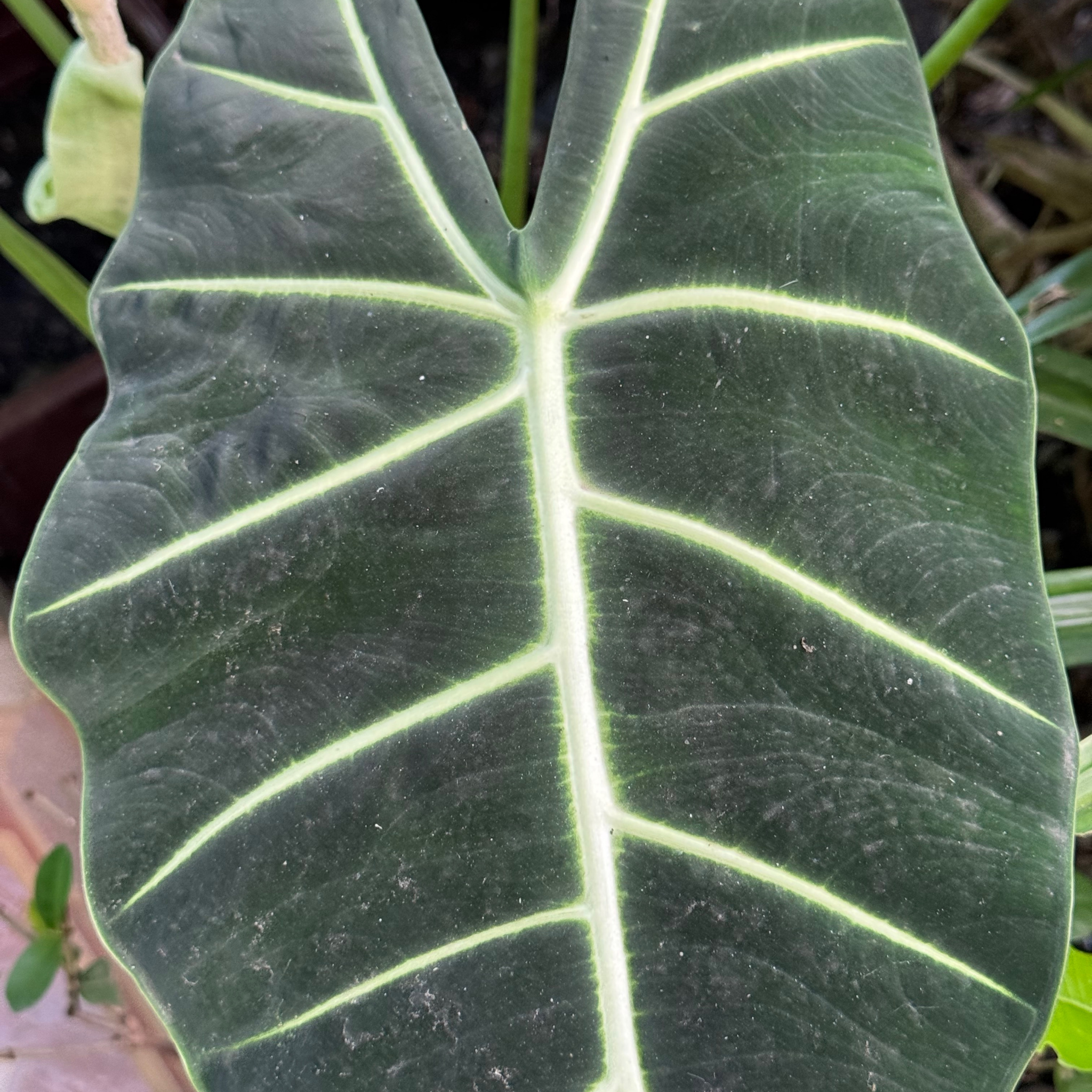 Elephants Ear - Alocasia amazonica