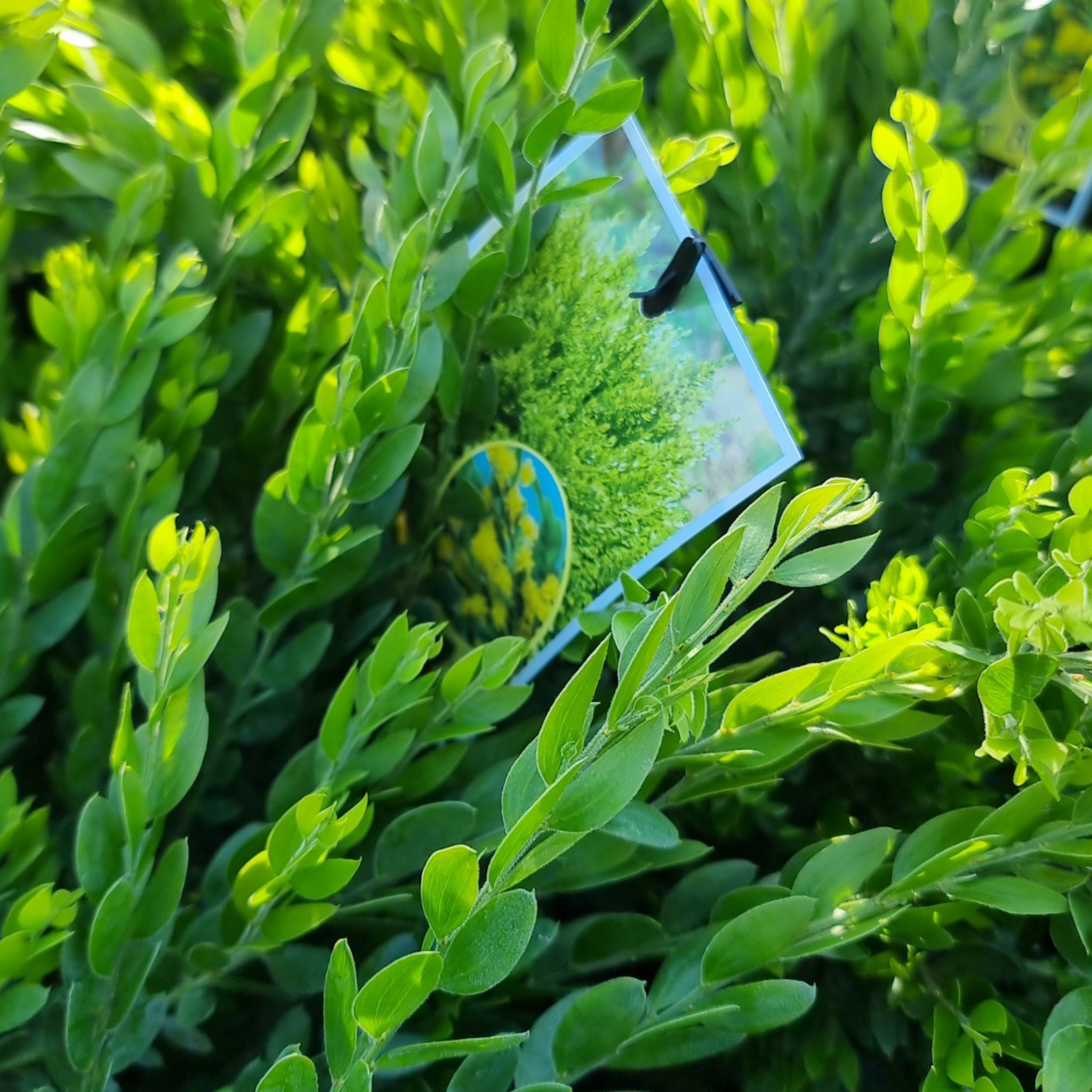 Close-up of a green leafy plant with a transparent plastic sheet on top