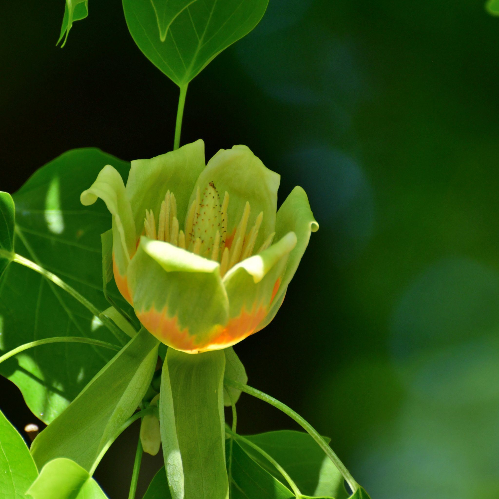 Tulip Tree - Liriodendron tulipifera