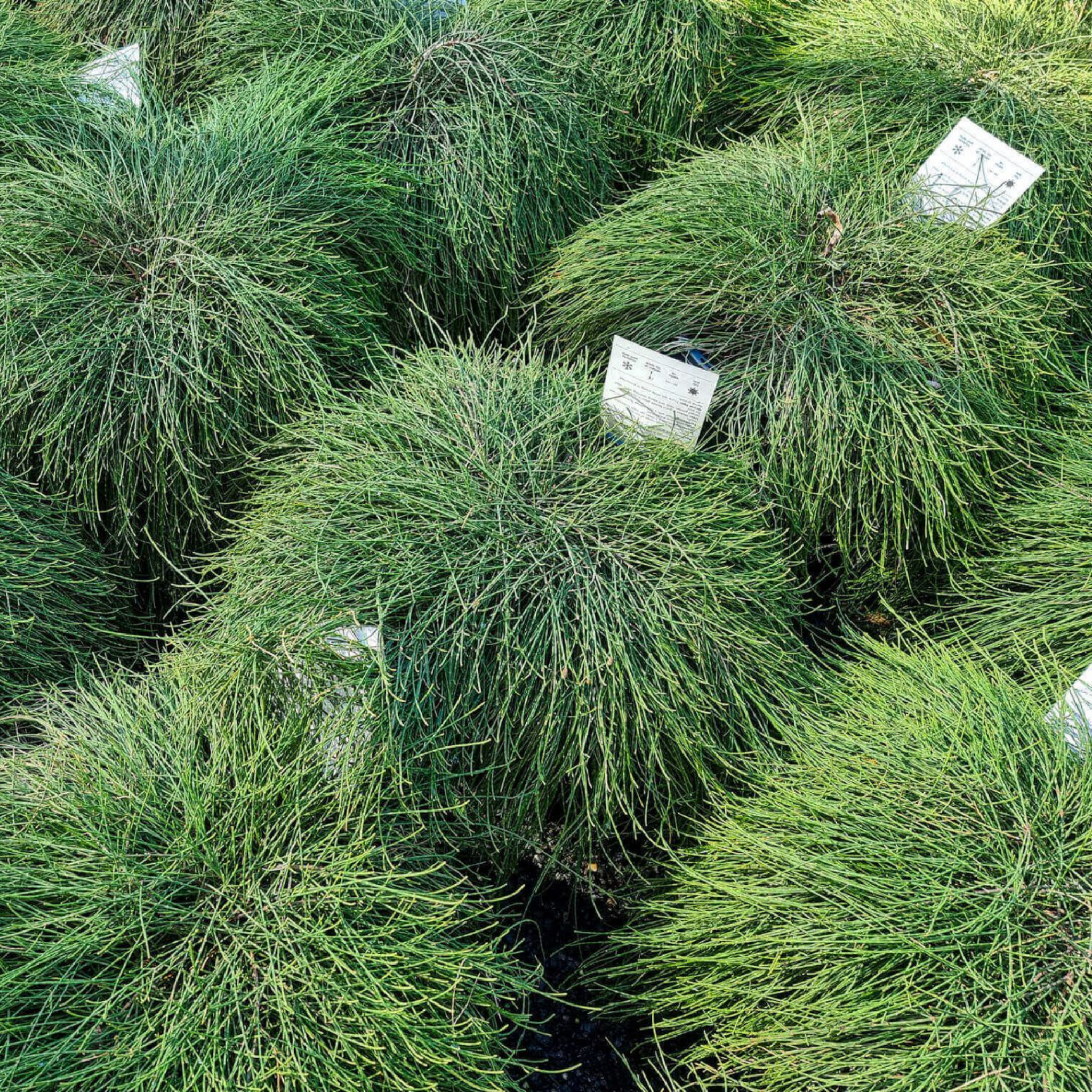 Groundcover Sheoak - Casuarina glauca Cousin It