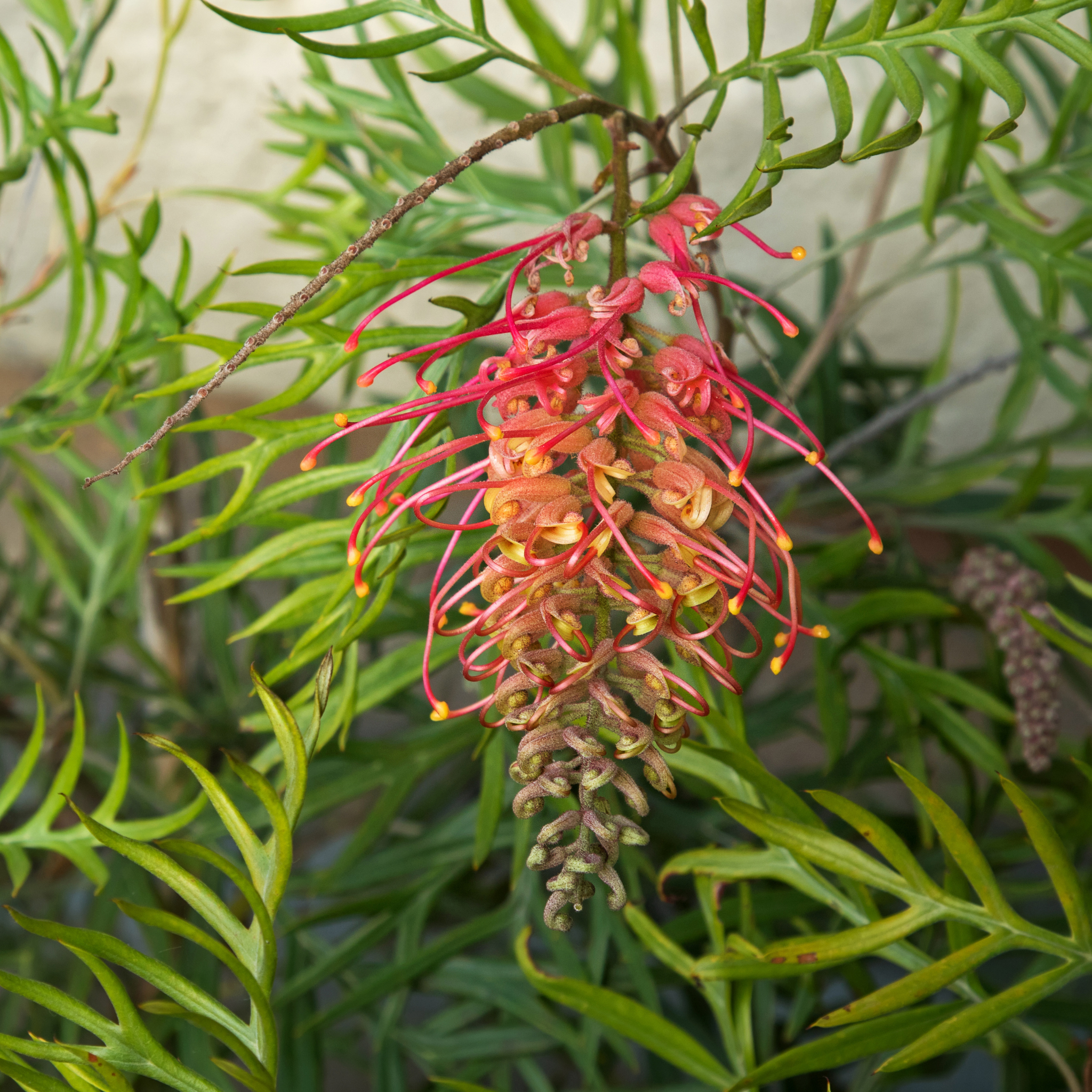Grevillea 'Superb' - Grevillea banksii bipinnatifida Superb