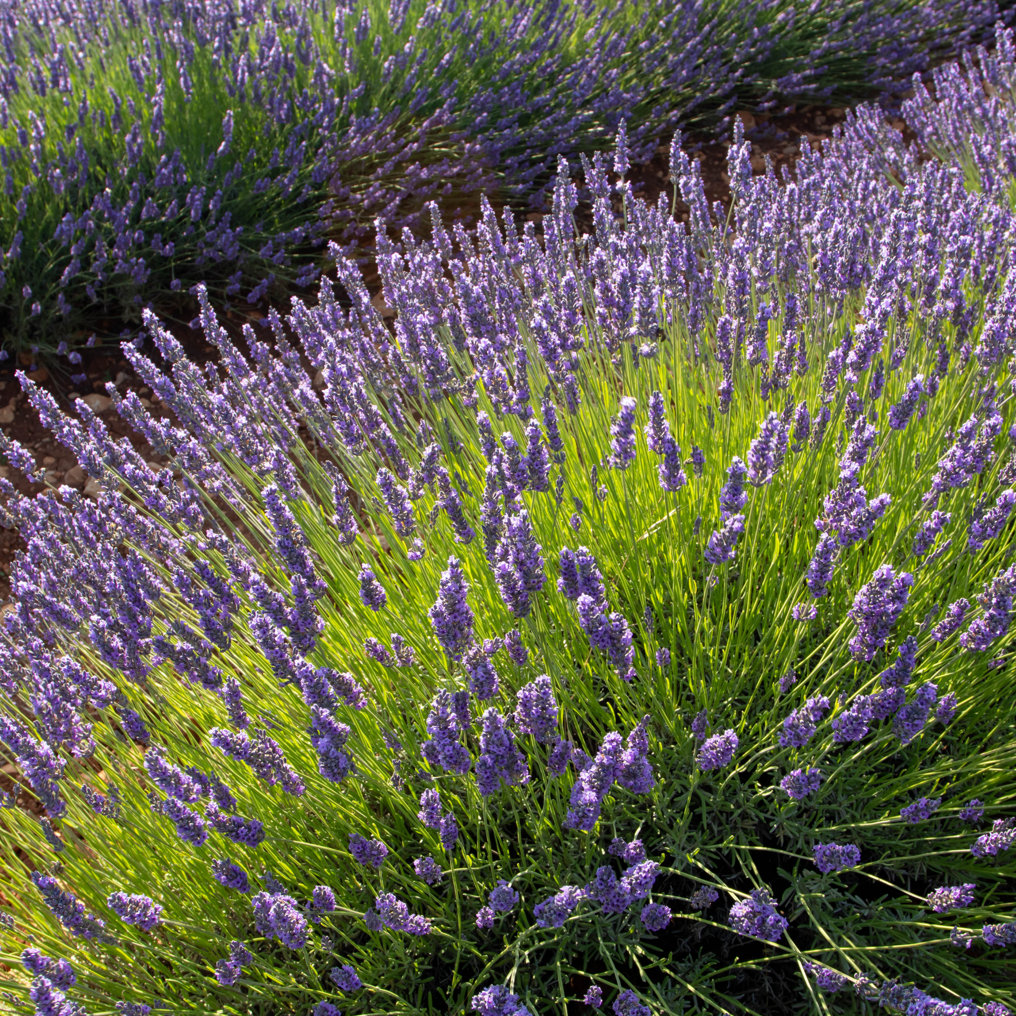 English Lavender - Lavandula angustifolia