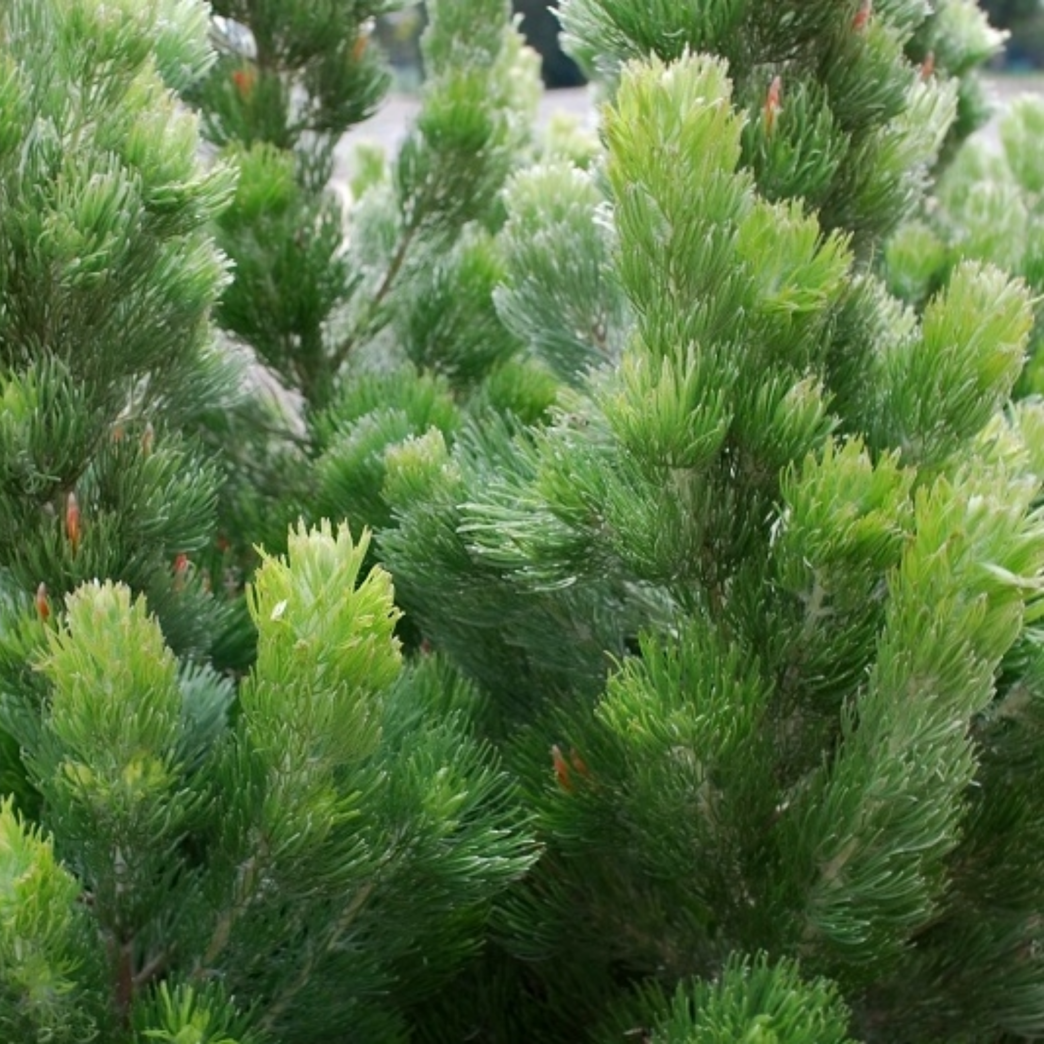 Woolly Bush Silver Sensation - Adenanthos sericeus 'Silver Sensation'