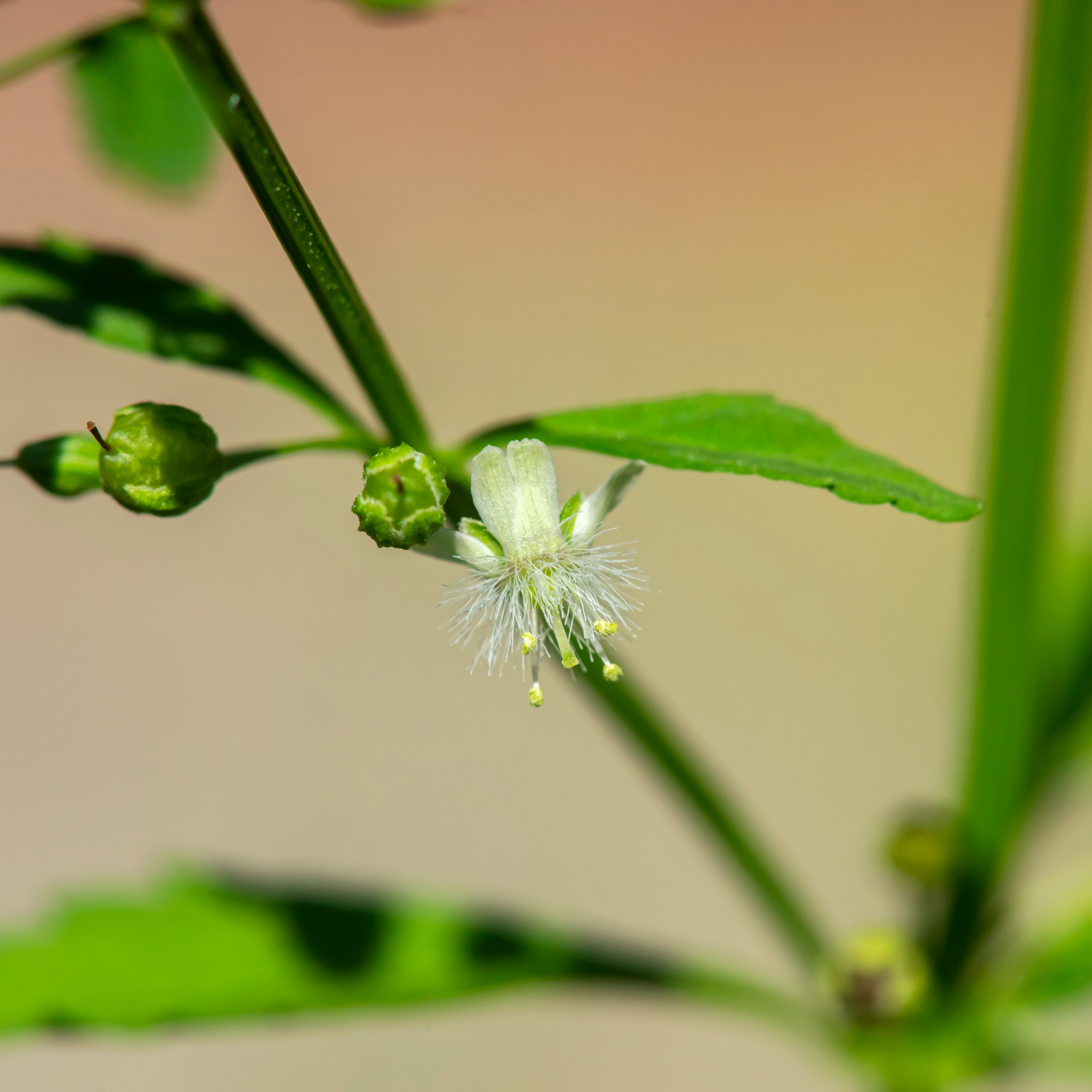 Midyim/Midgen Berry - Austromyrtus dulcis