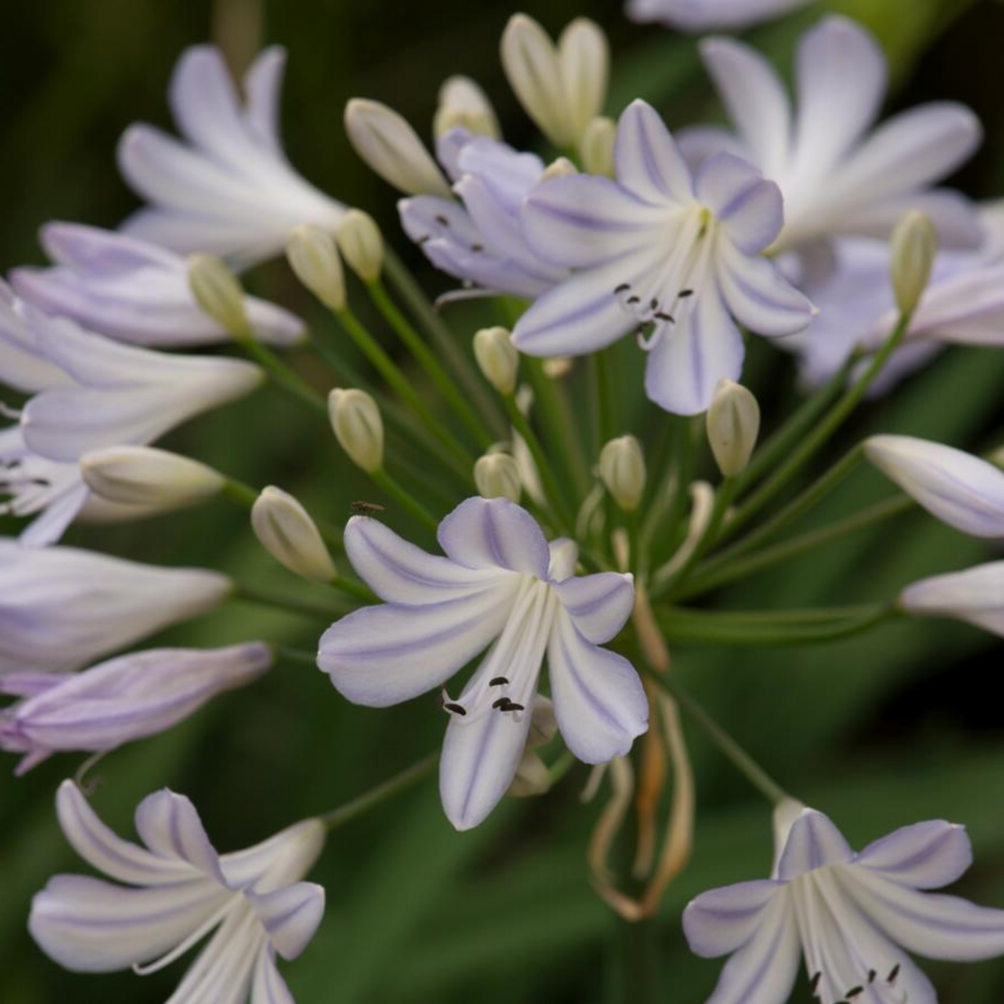 Agapanthus africanus 'Silver Baby' - Dwarf African Lily