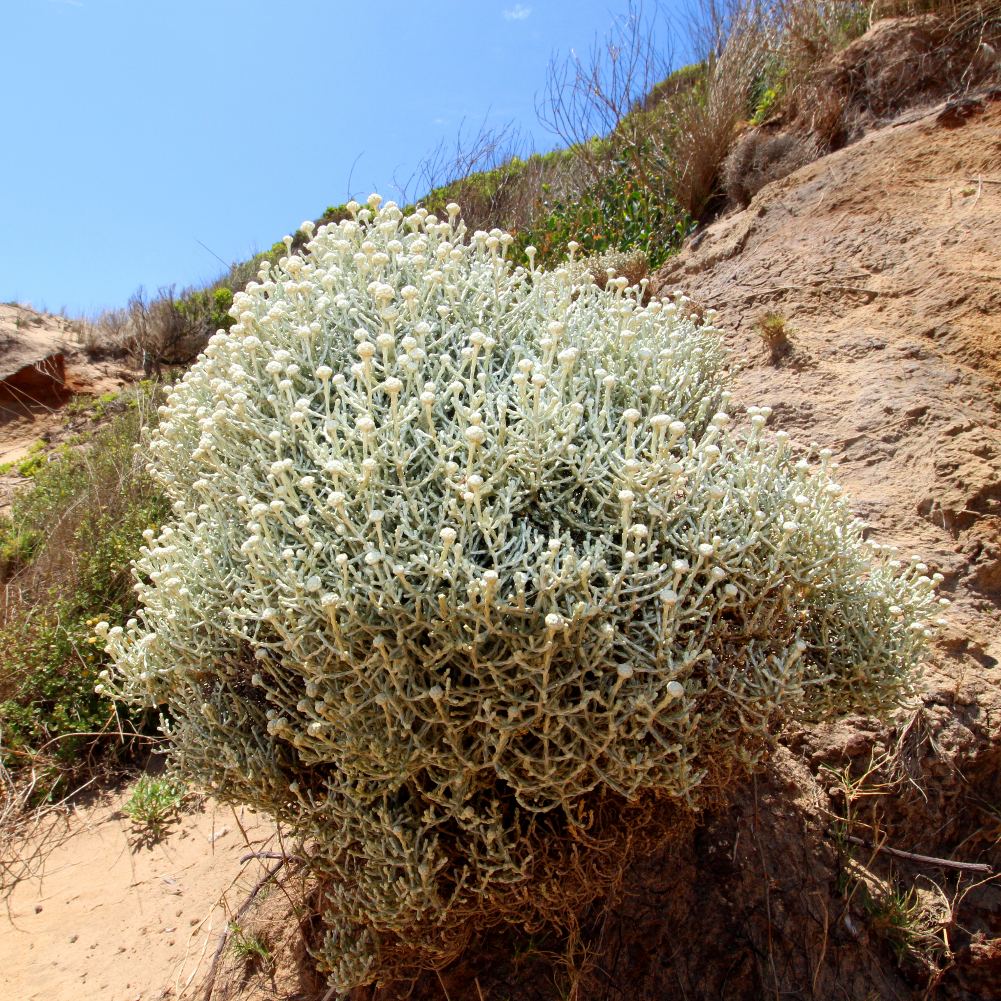 Cushion Bush Sliver Nugget - Leucophyta brownii Silver Nugget