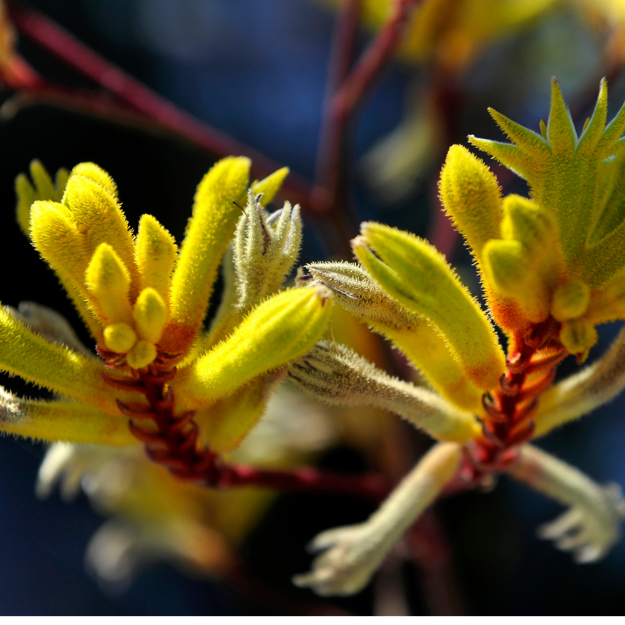 Golden Yellow Kangaroo Paw - Anigozanthos hybrida ‘Landscape Gold’