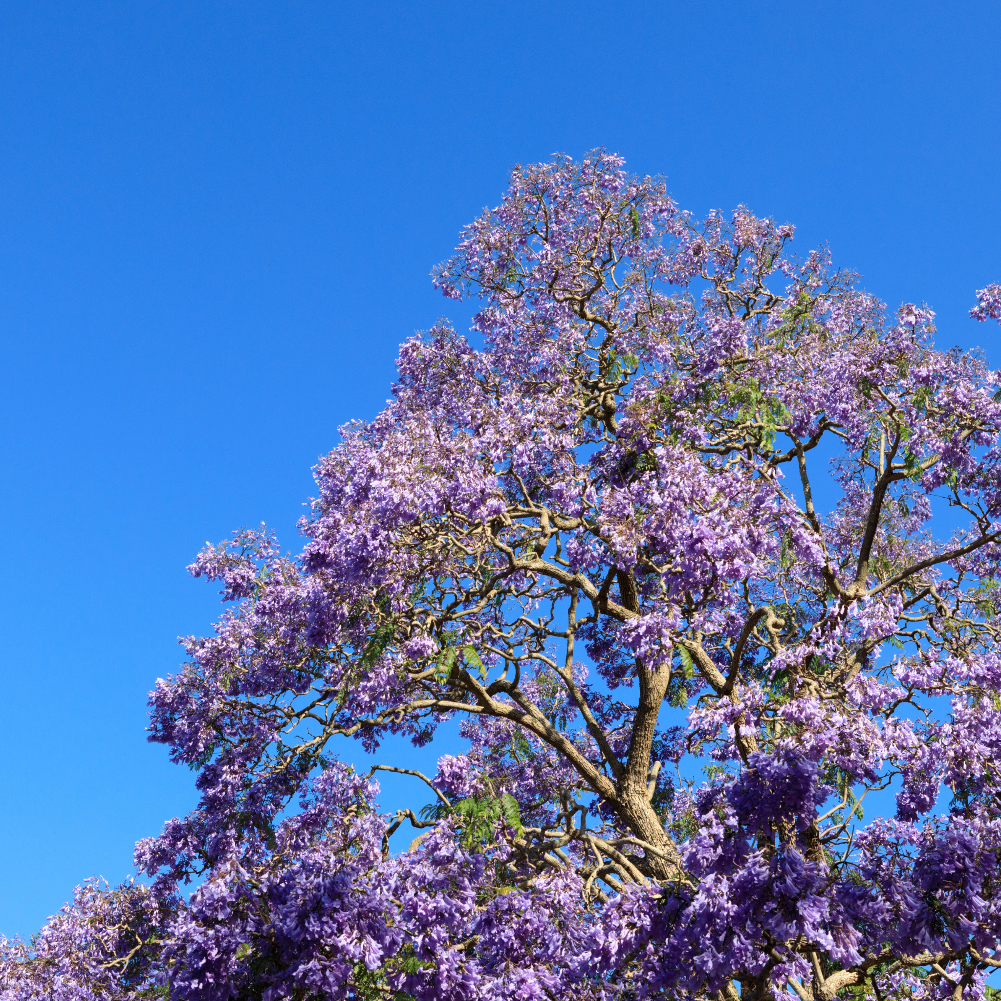 Blue Jacaranda - Jacaranda mimosifolia