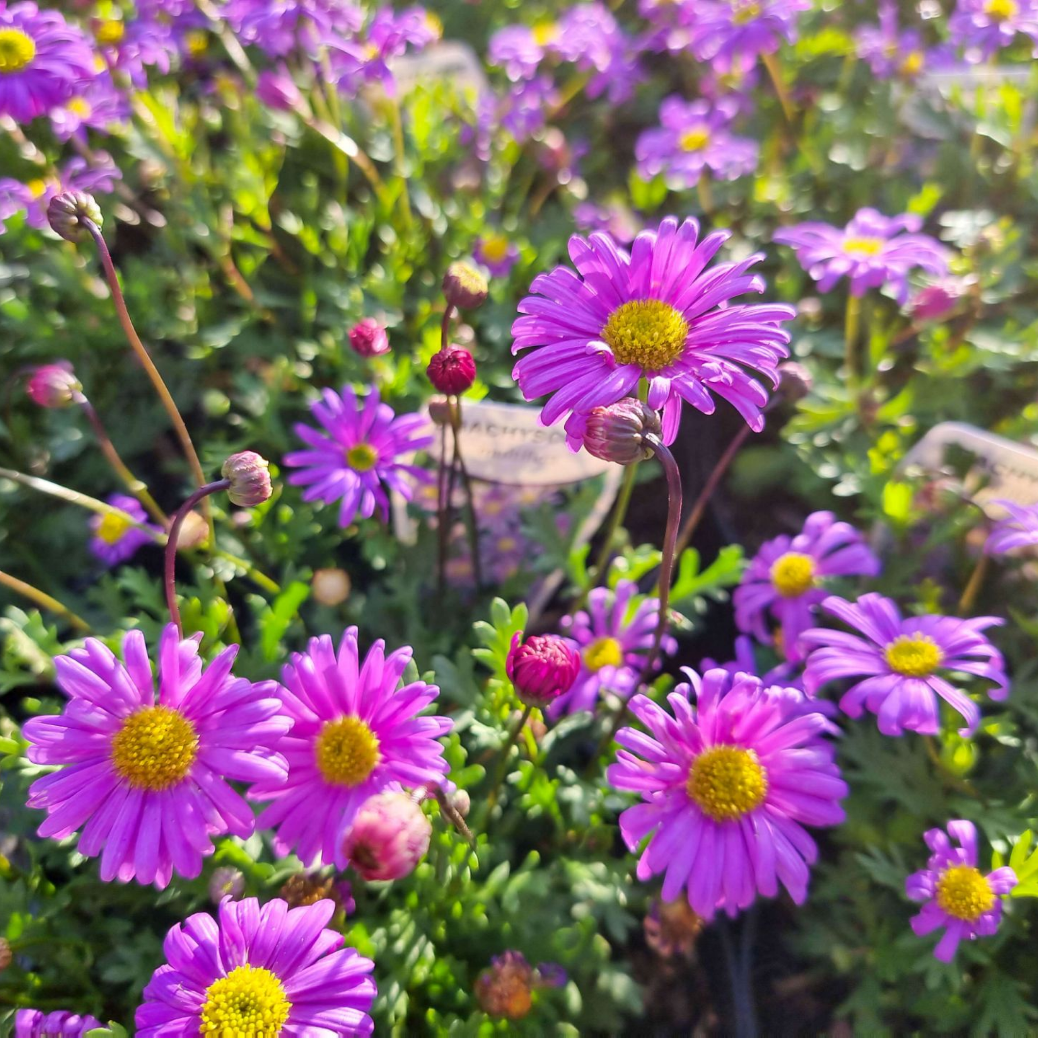 Stiff Daisy Fresco Candy - Brachyscome angustifolia 'Fresco Candy'