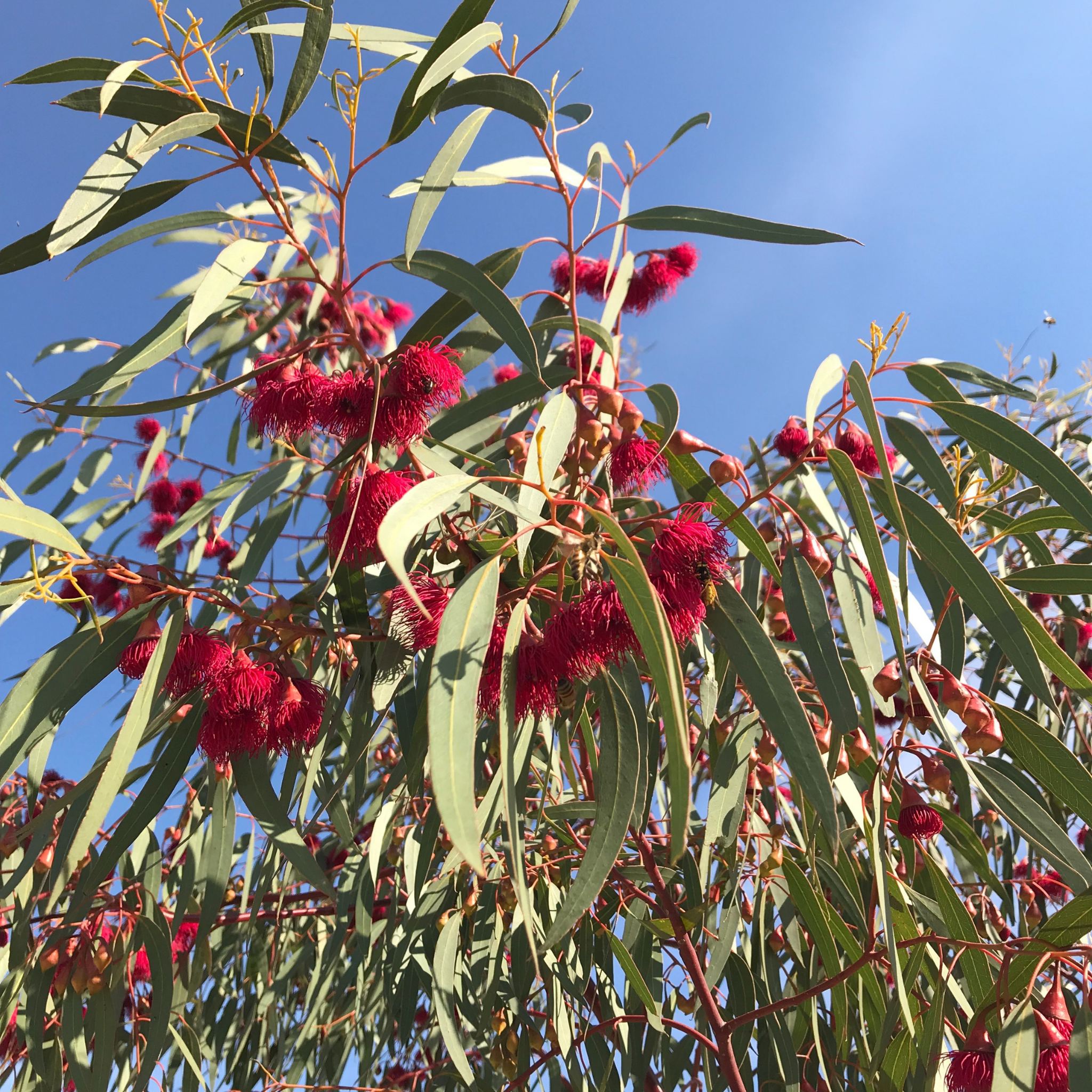 Yellow Gum - Eucalyptus leucoxylon