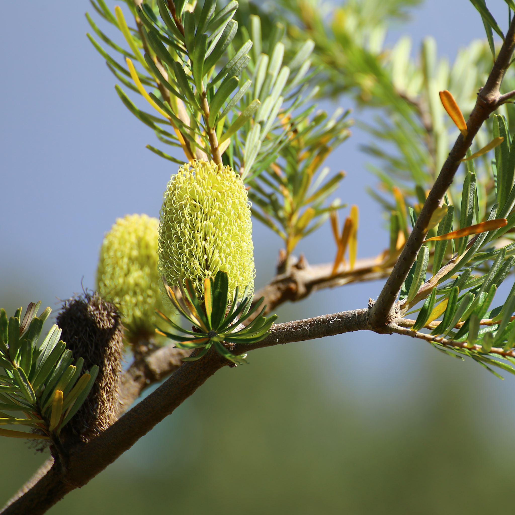 Close-up of green tree flowers on a branch with a blurred natural background