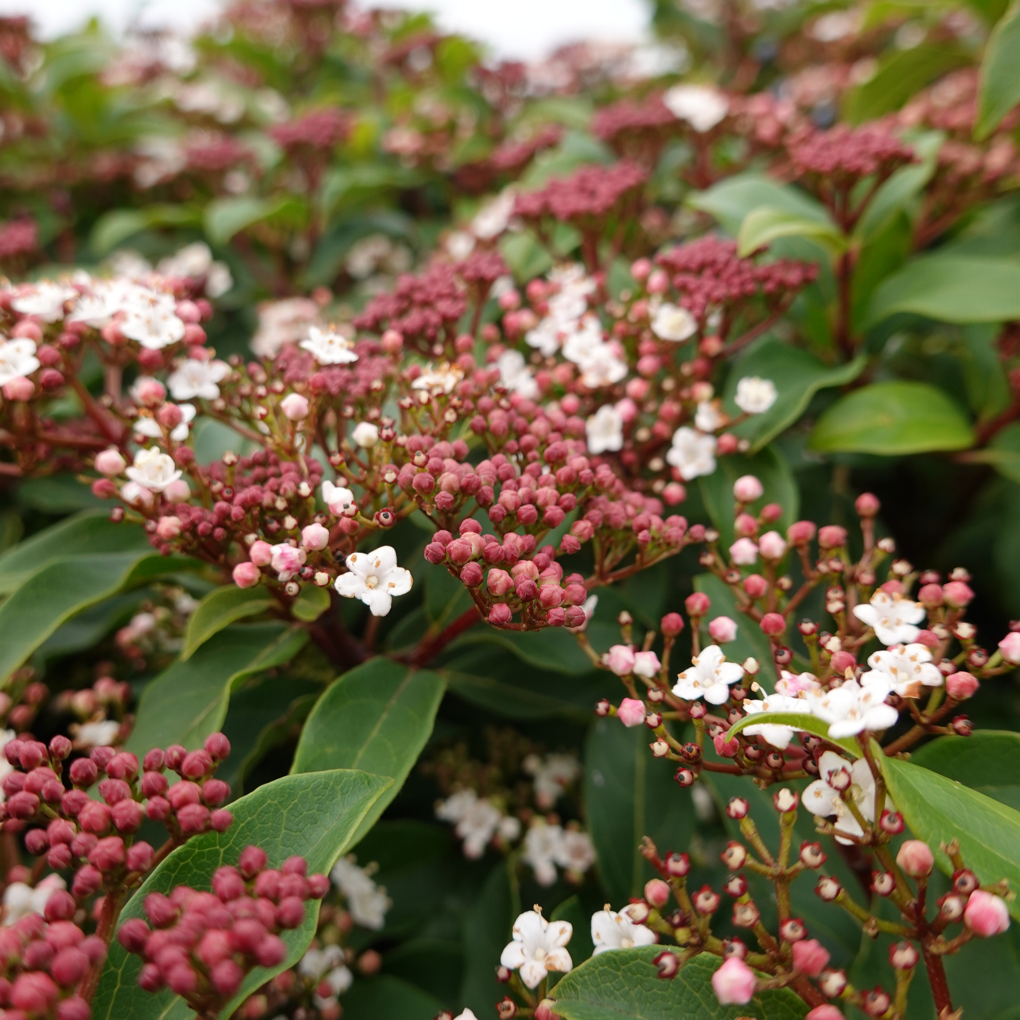 Viburnum tinus - Laurustinus
